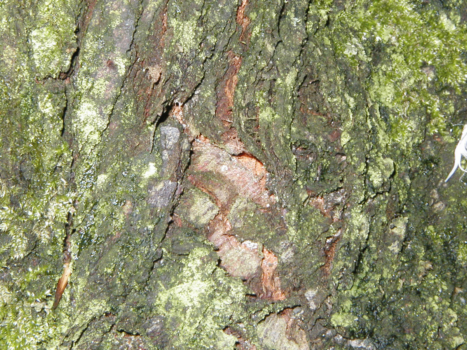 Bark texture photo