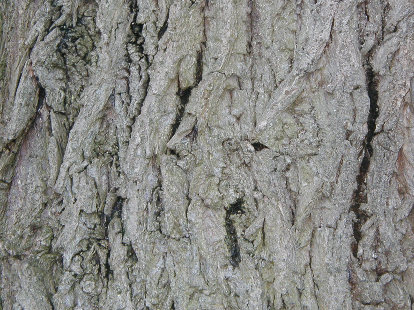 Bark texture photo