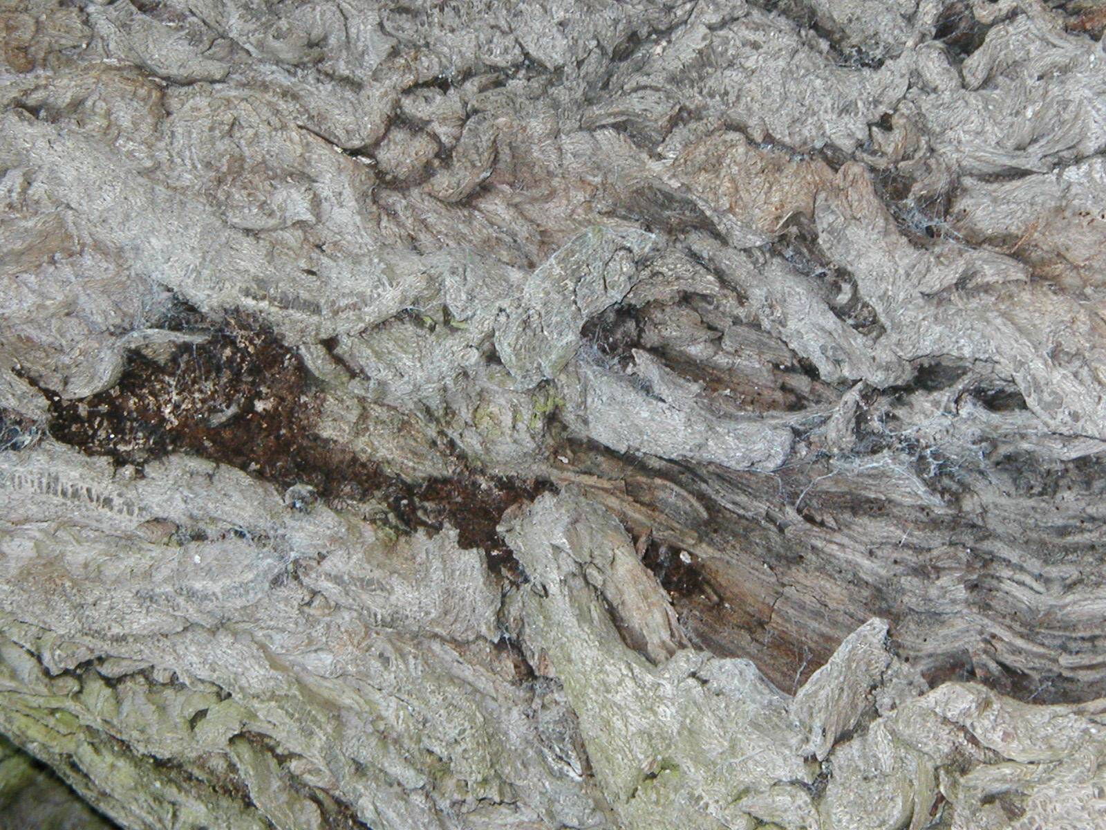 Bark texture photo