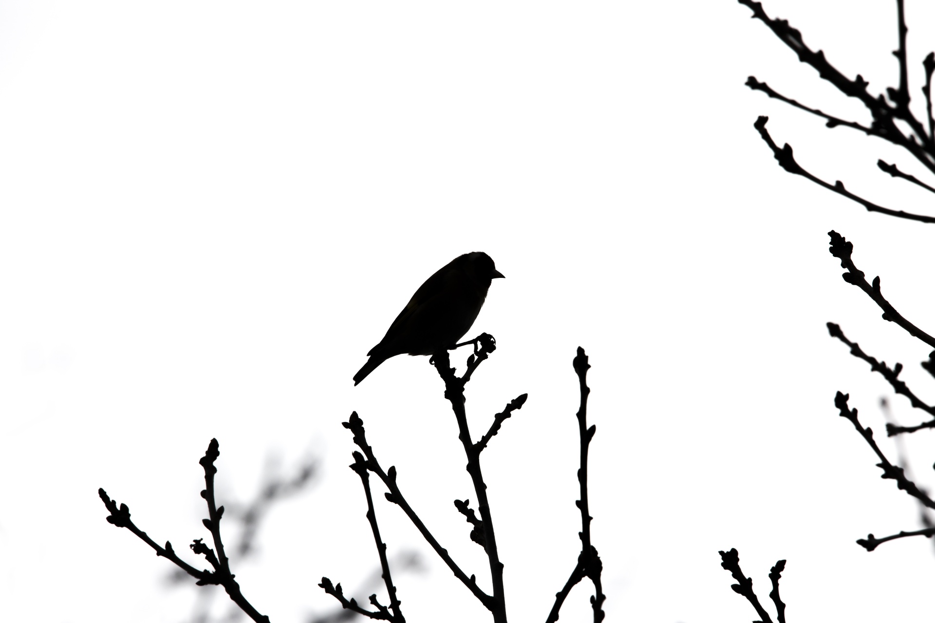 Bird Silhouette Free Stock Photo - Public Domain Pictures