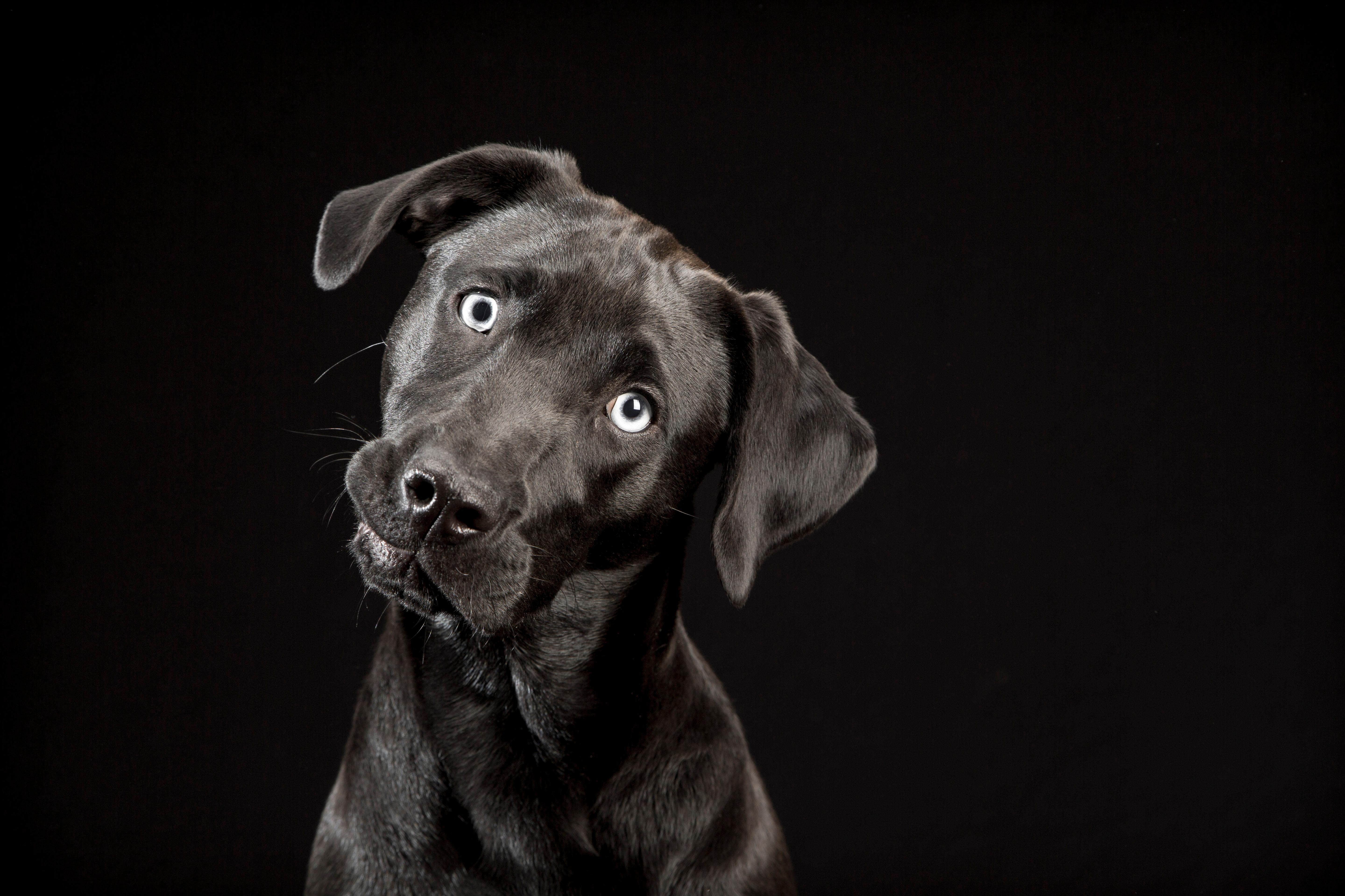 Amazon.com: The Black Dogs Project: Extraordinary Black Dogs and Why ...