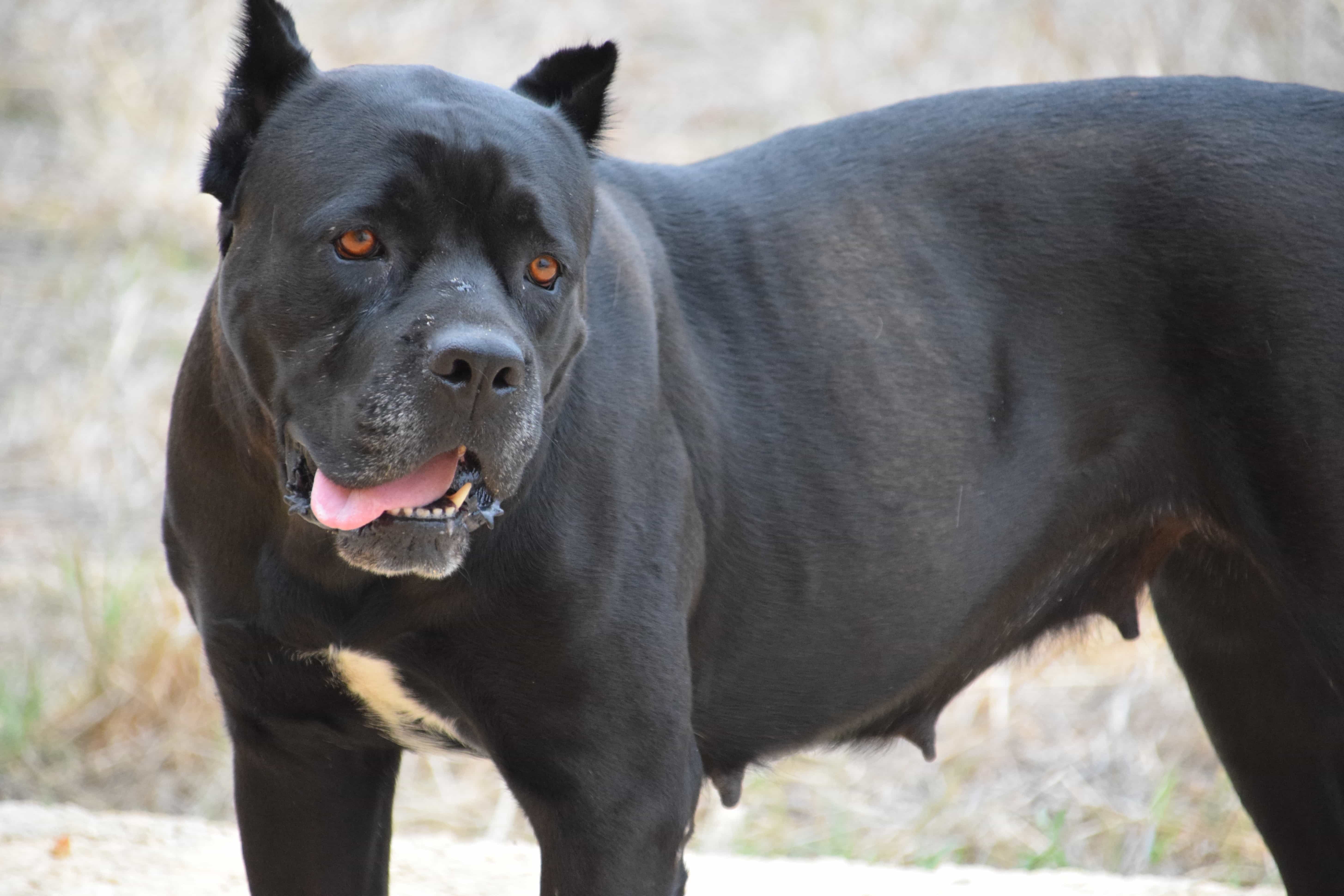 Free picture: black dog, animal, ground, outdoor, fur, outdoor