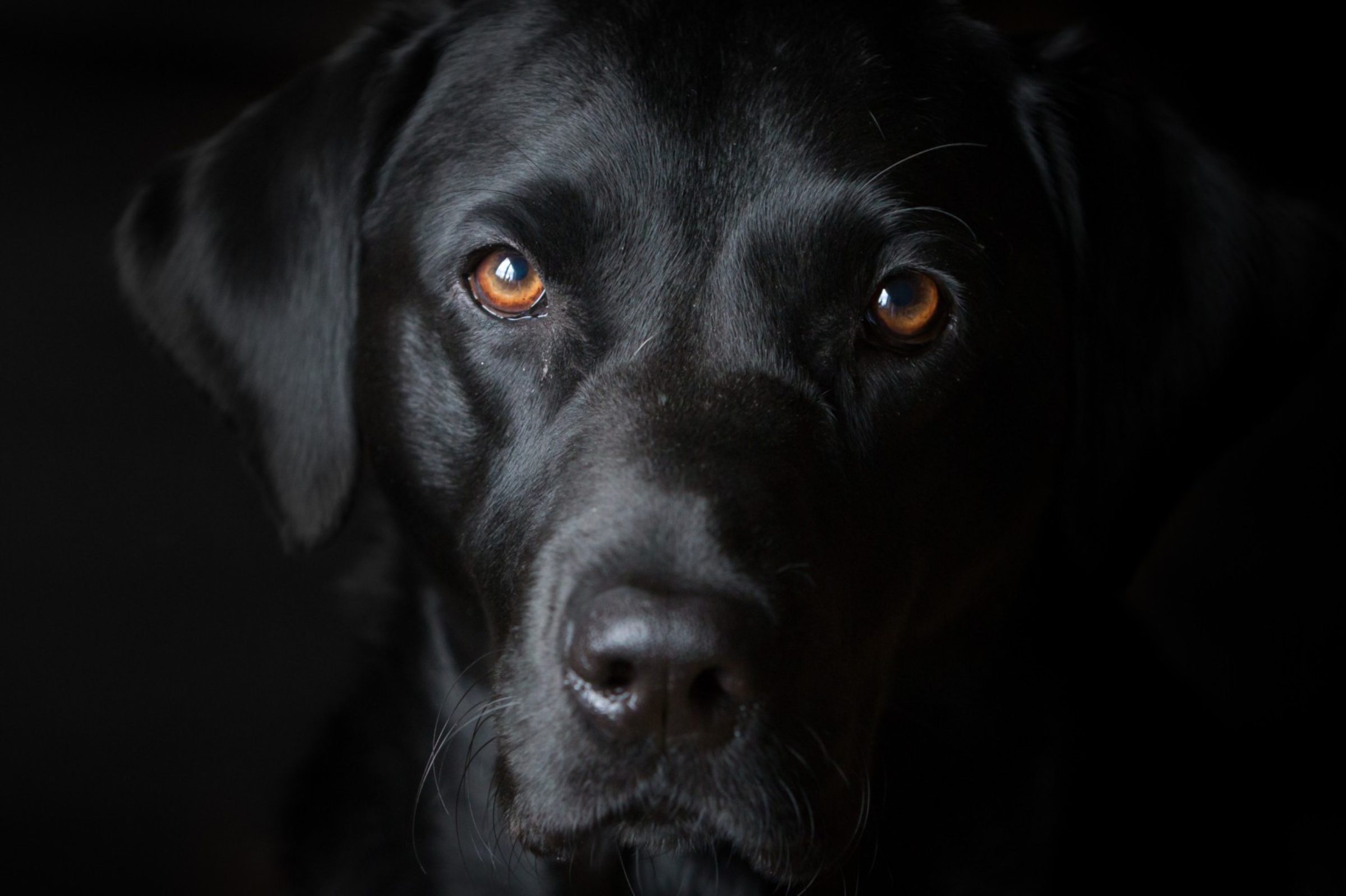 Black dog photo