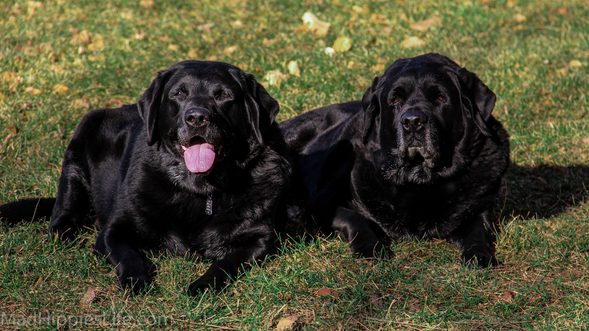 Black dog photo