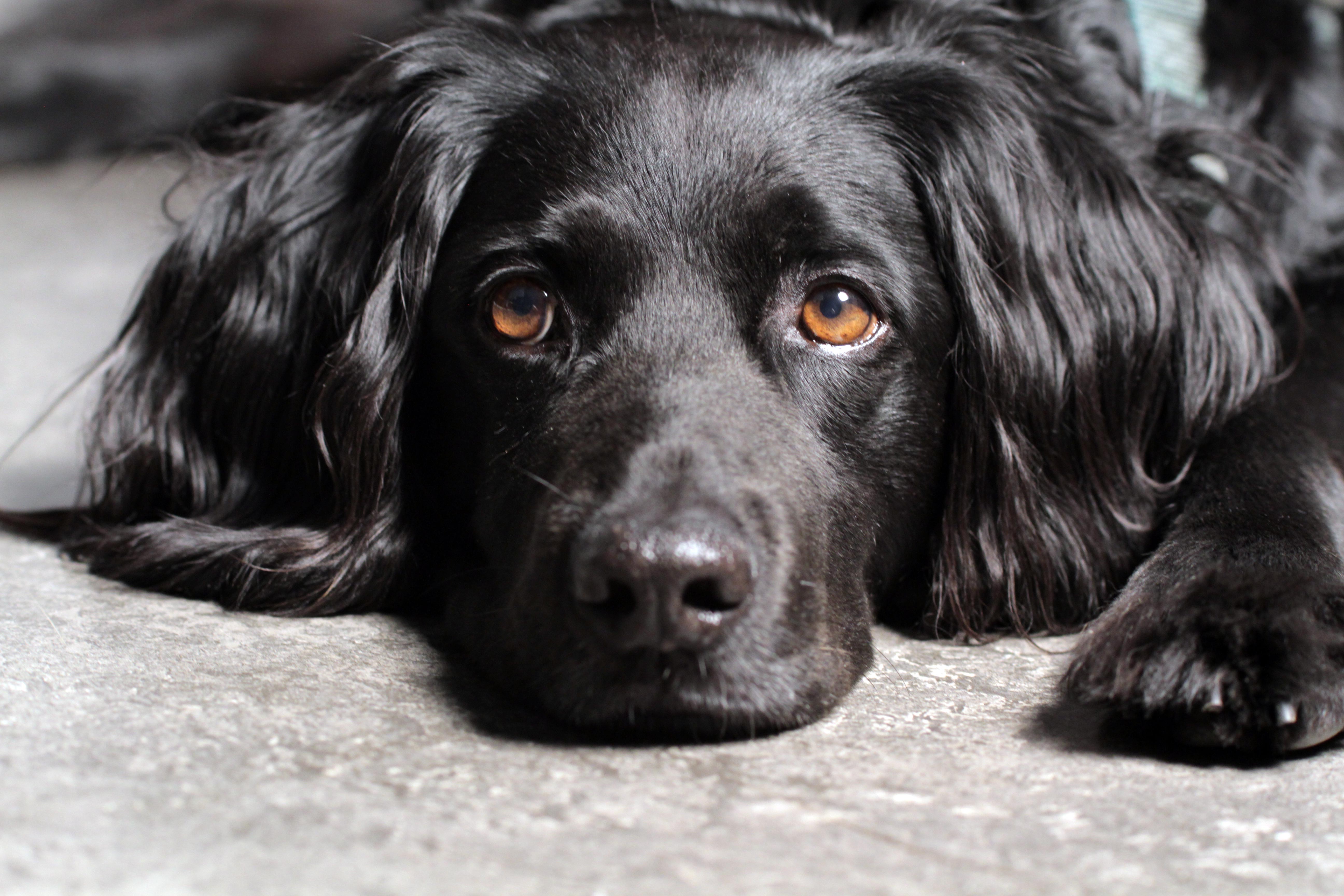 Black dog photo