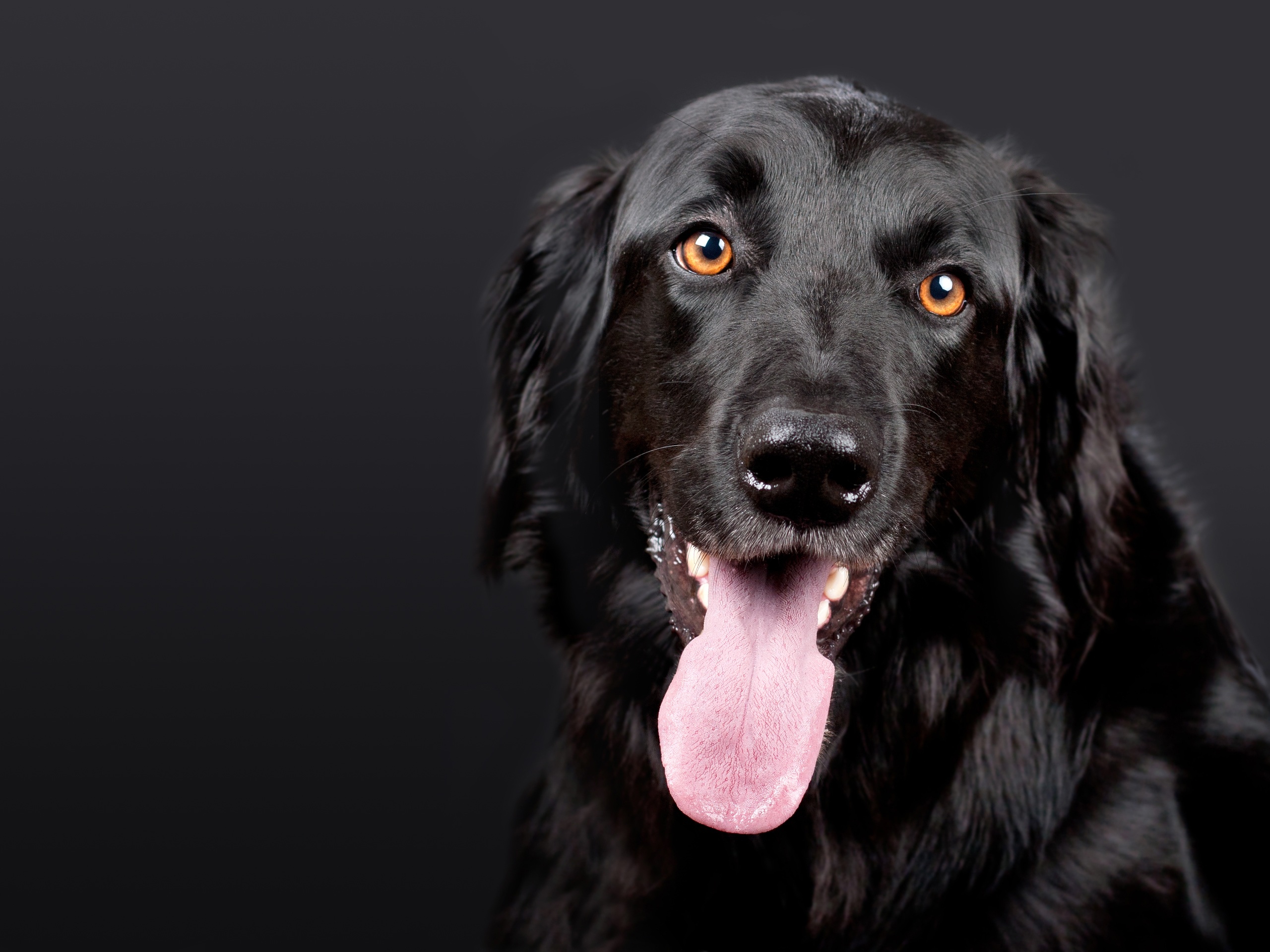 Black Dog Lab Retriever Free Stock Photo - NegativeSpace