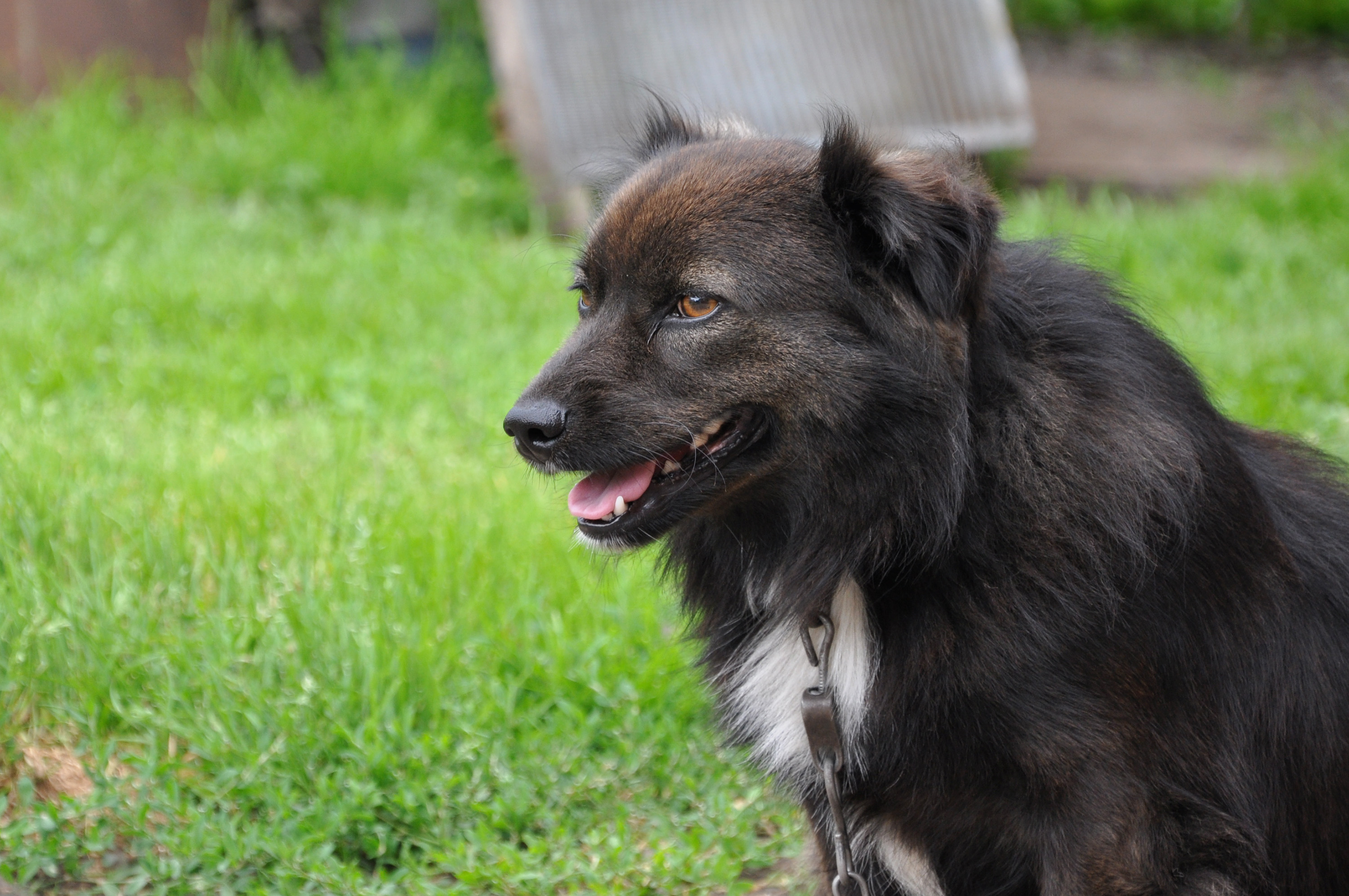 Black dog photo