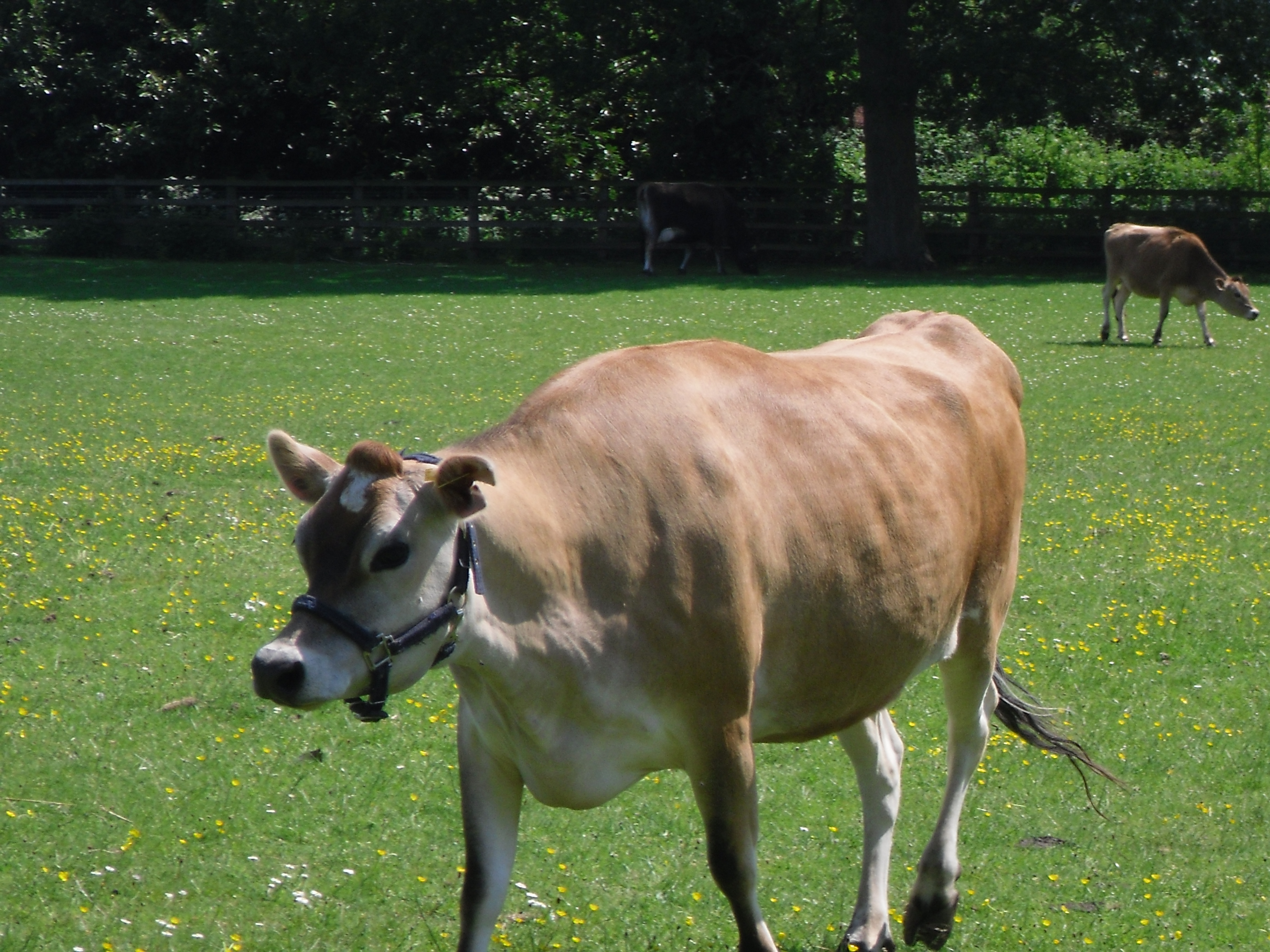 Cow photo