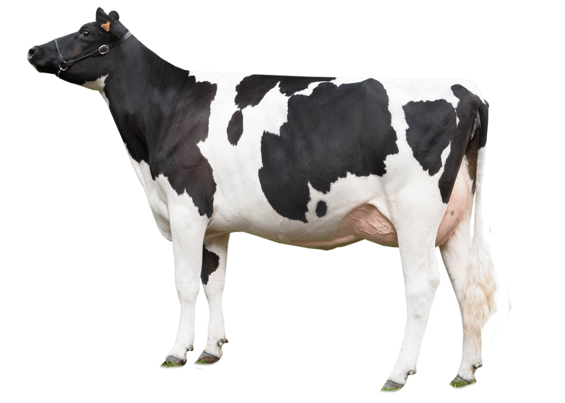 Cow Looking Left transparent PNG - StickPNG