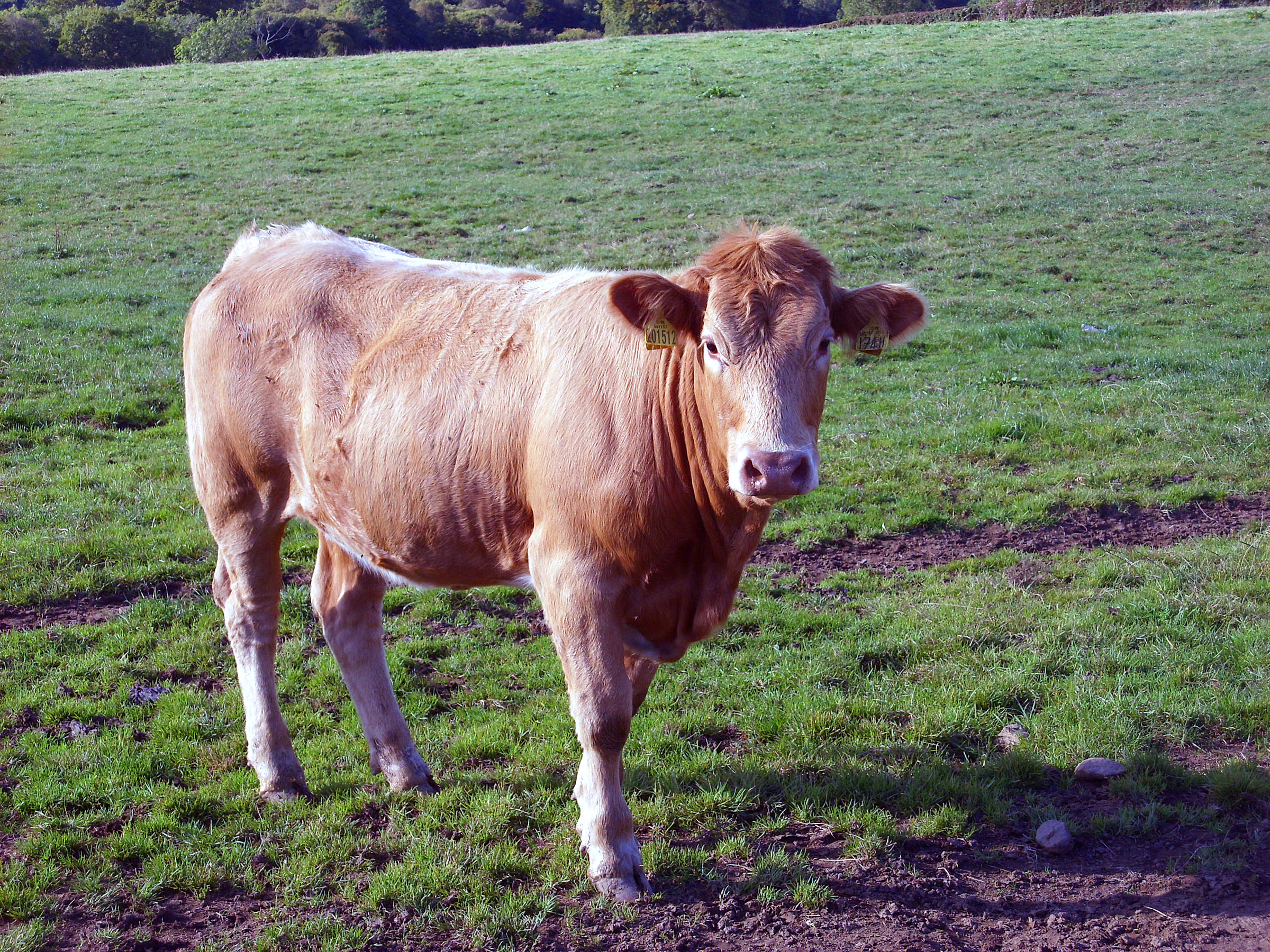 Cow photo