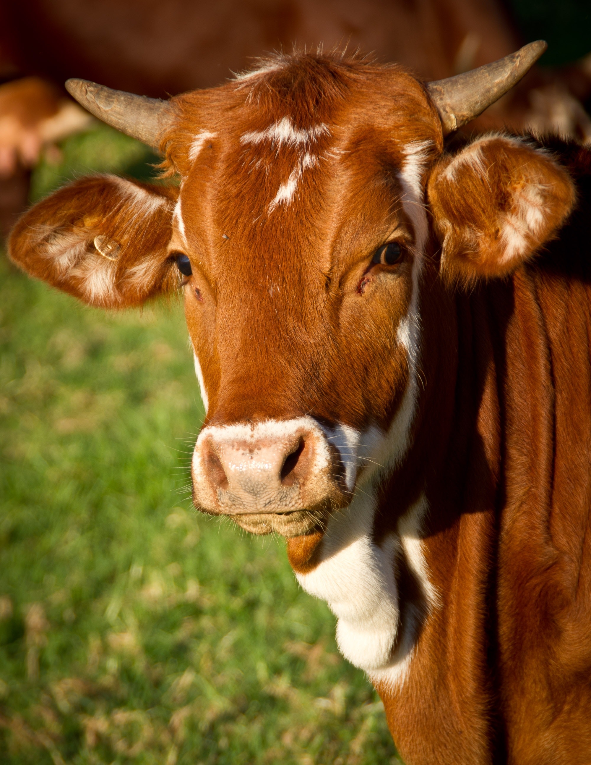 Cow photo