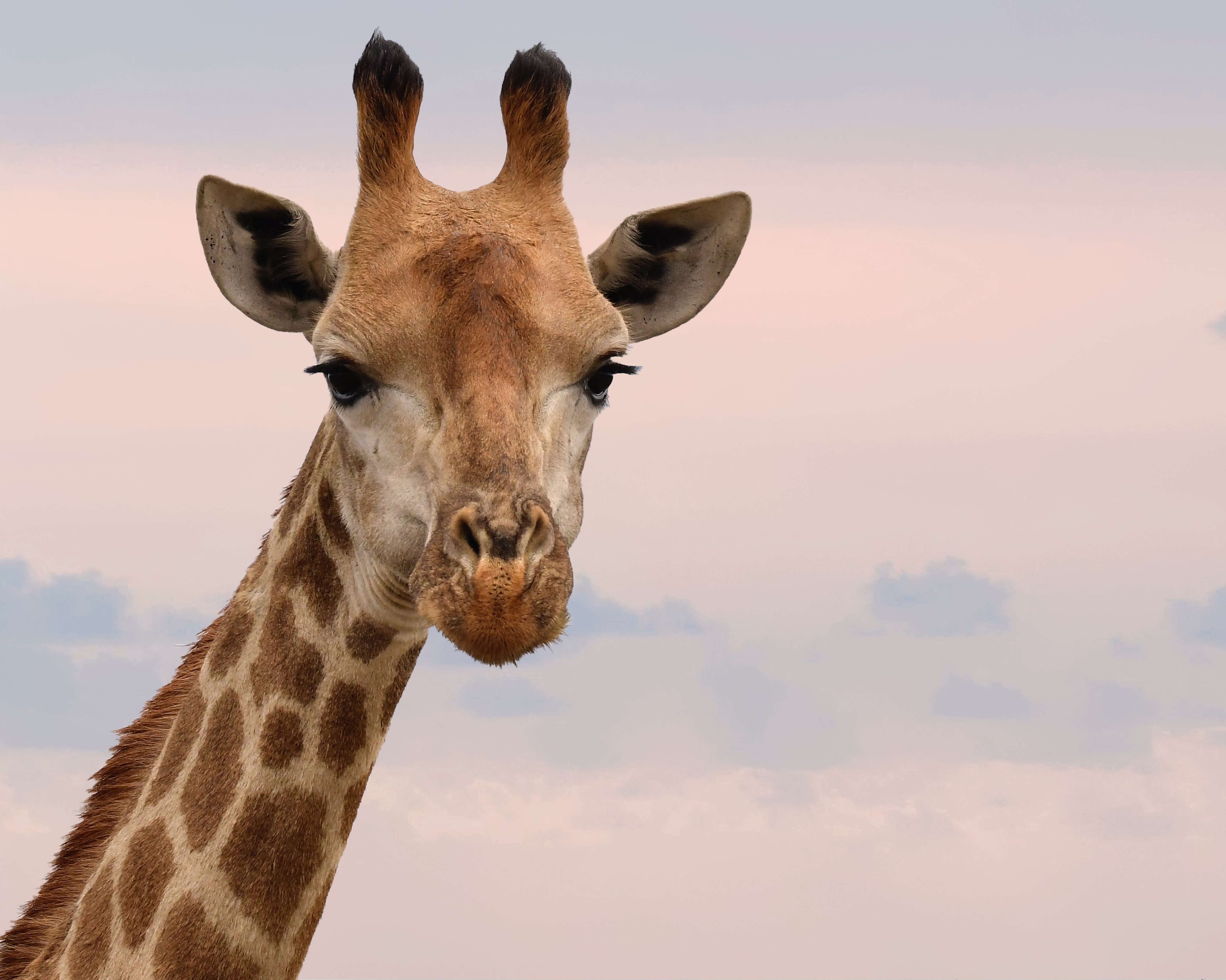 Giraffe photo