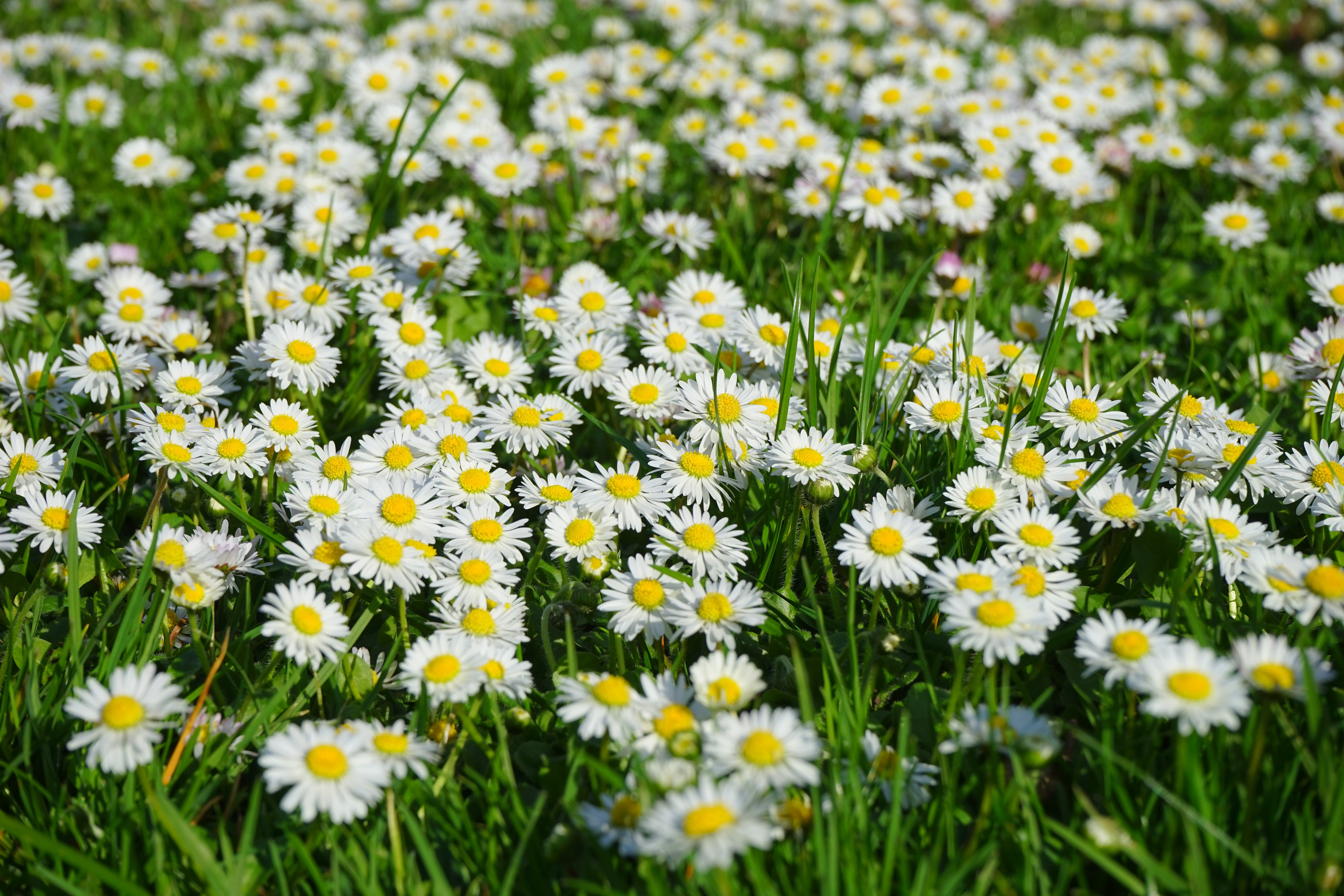 Free photo: Field of White and Yellow Daisies - Bloom, Blossom, Daisies ...