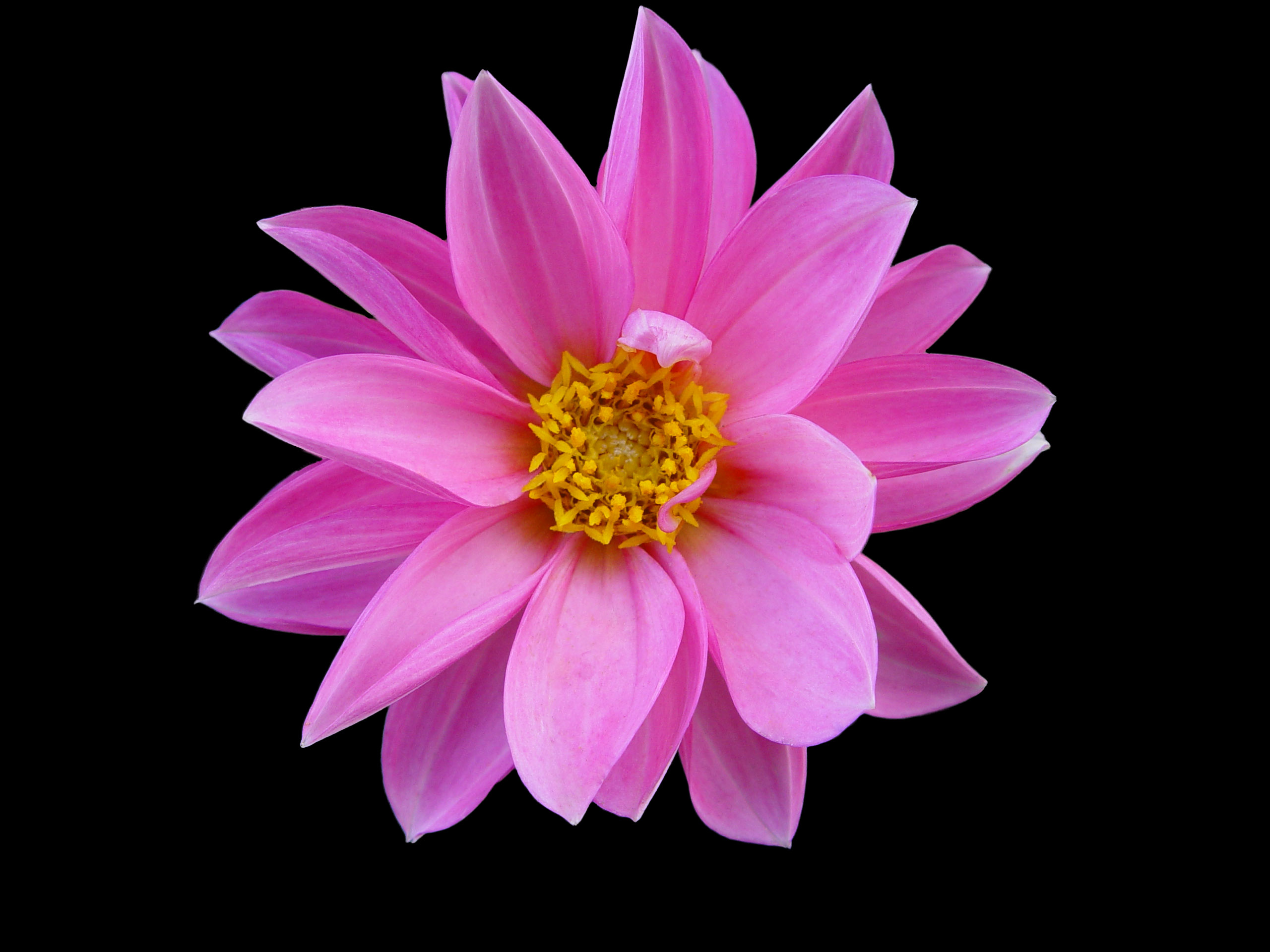 Pink flower photo