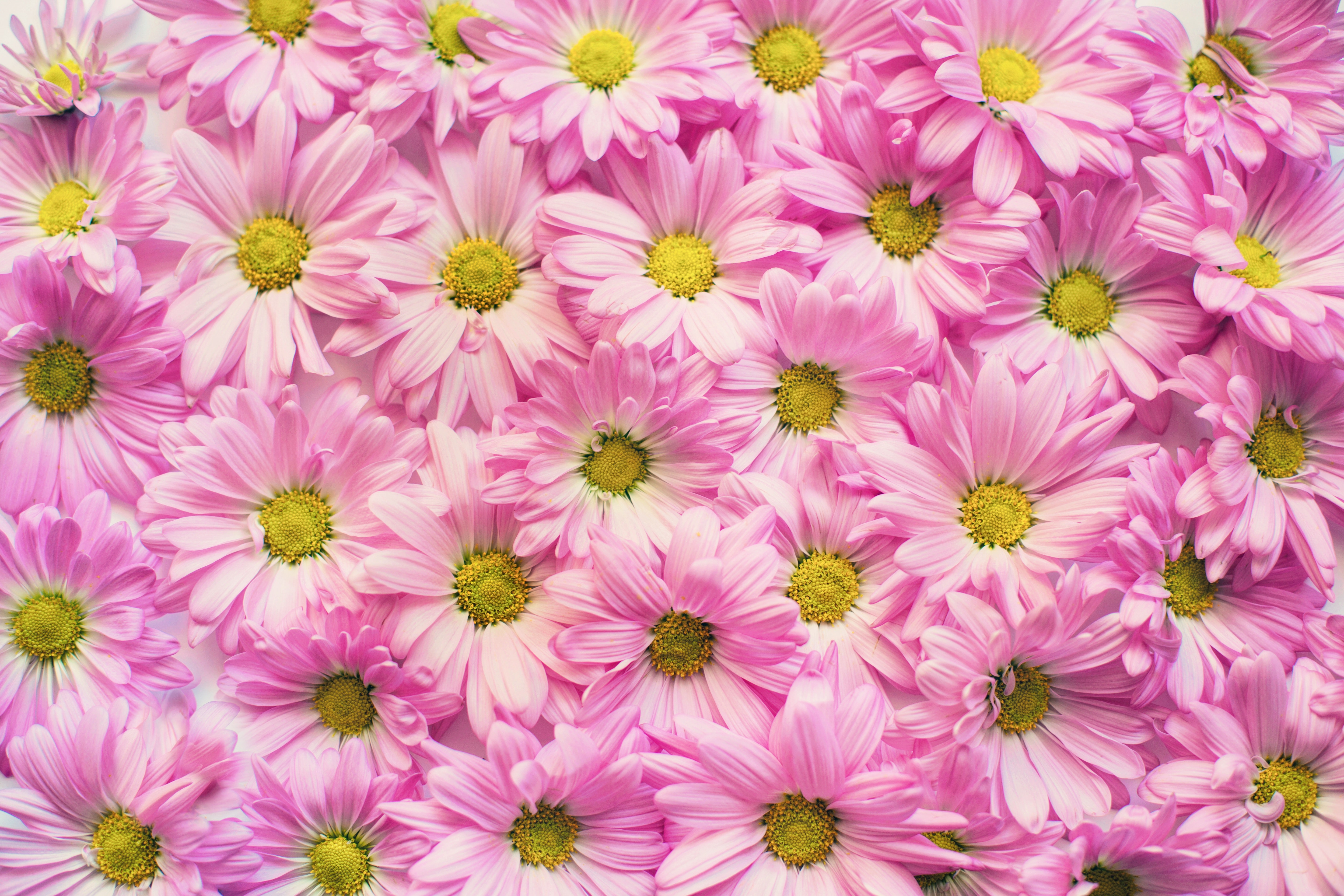 10 Selected flower desktop background free You Can Save It free ...