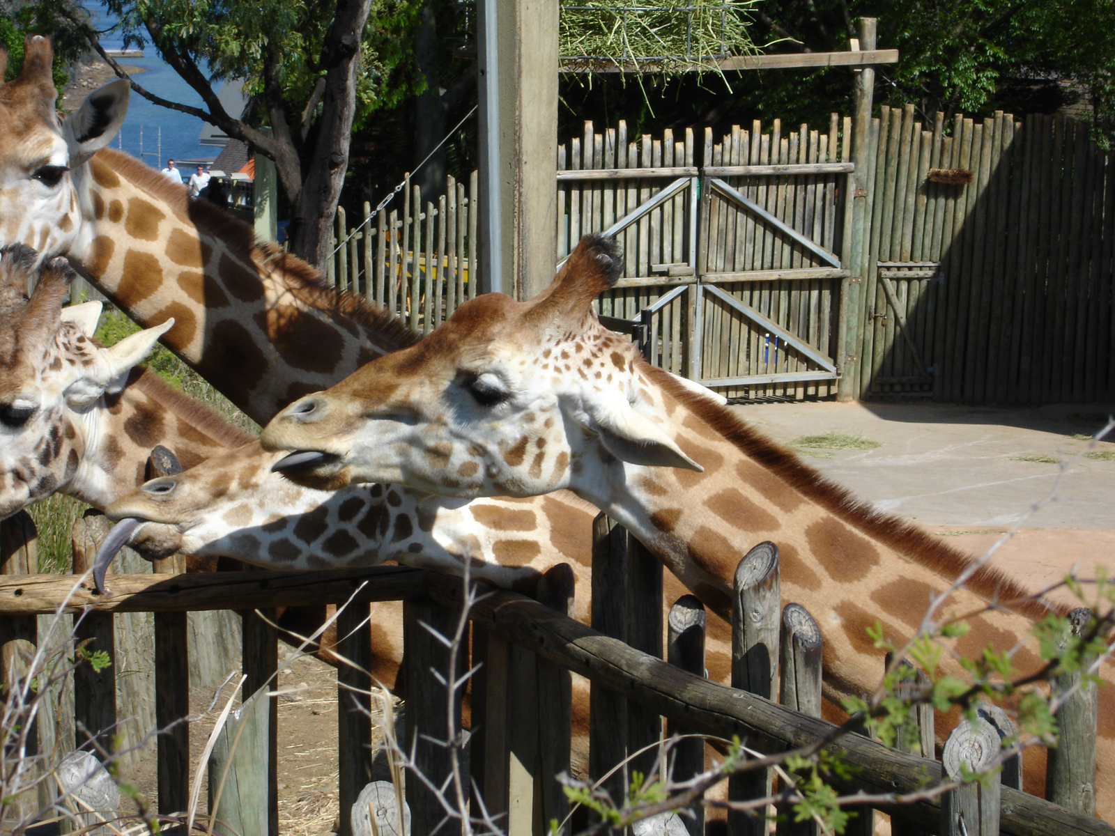 Giraffe photo