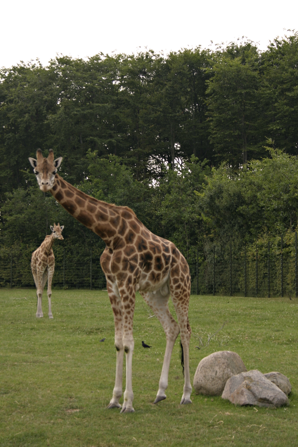 Giraffe photo