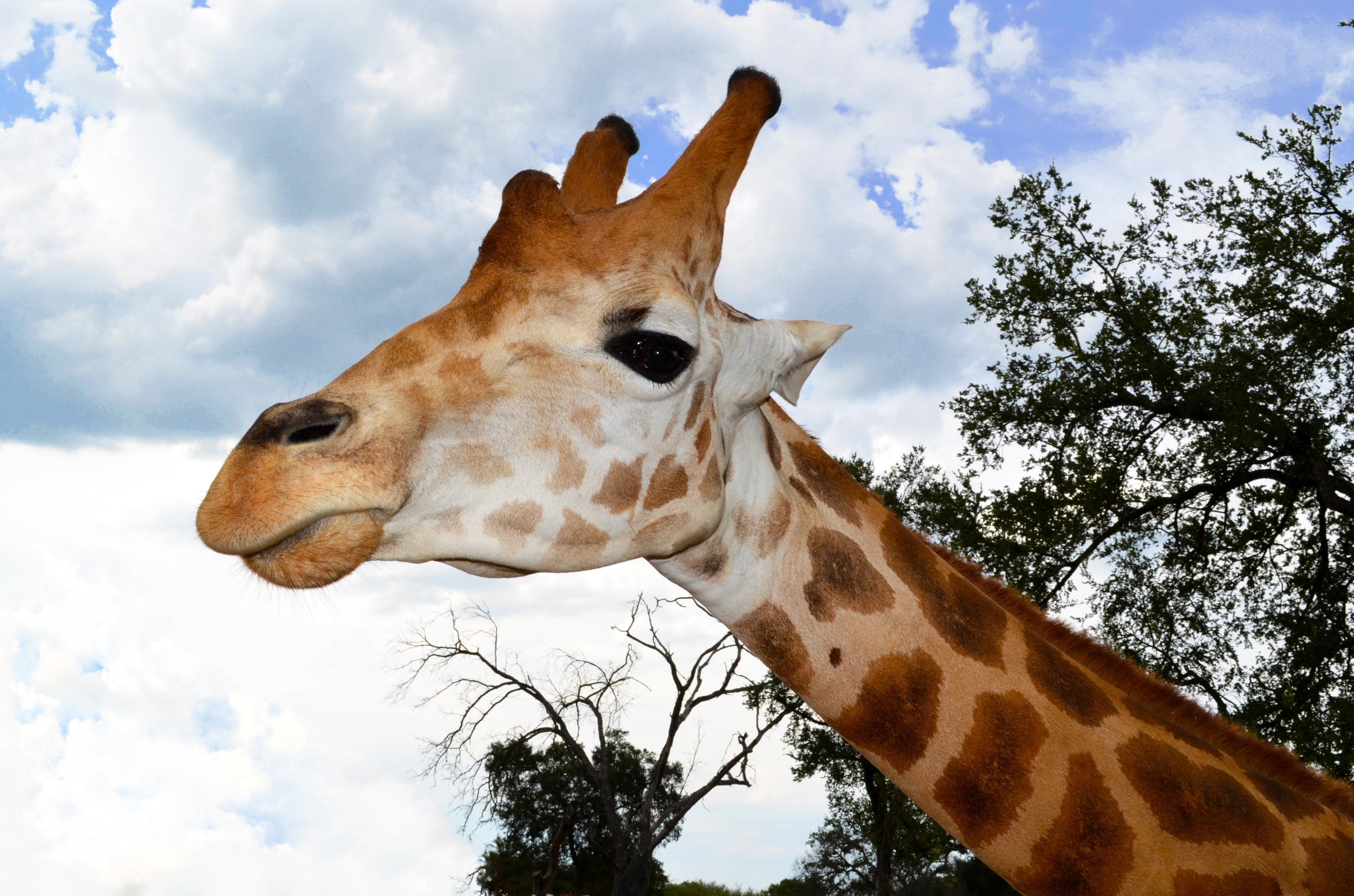 Giraffe photo