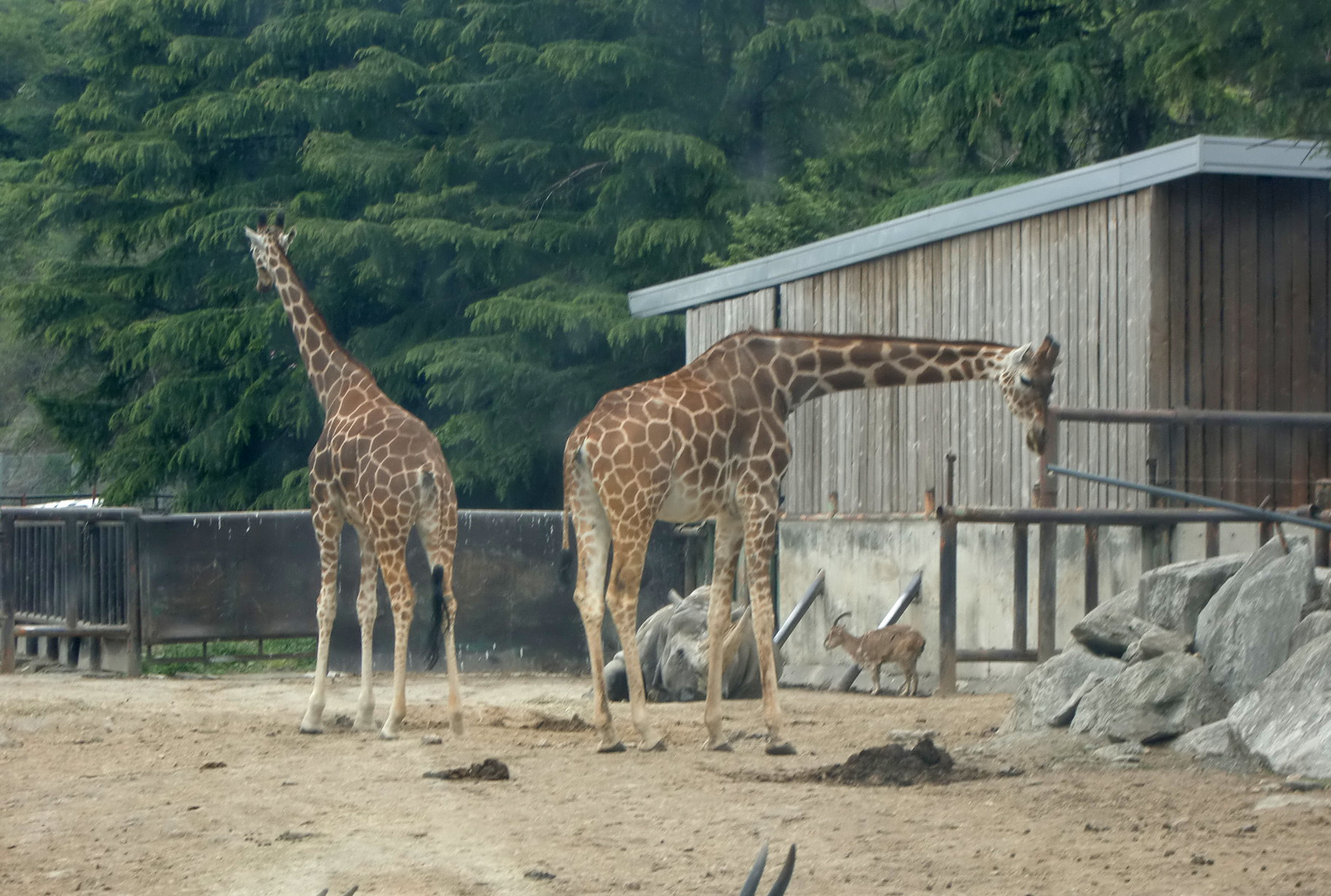 Giraffe photo