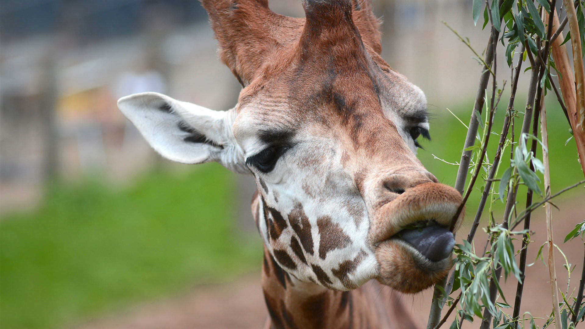 Giraffe photo