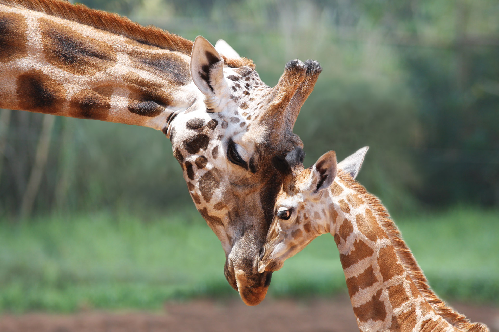 Giraffe photo