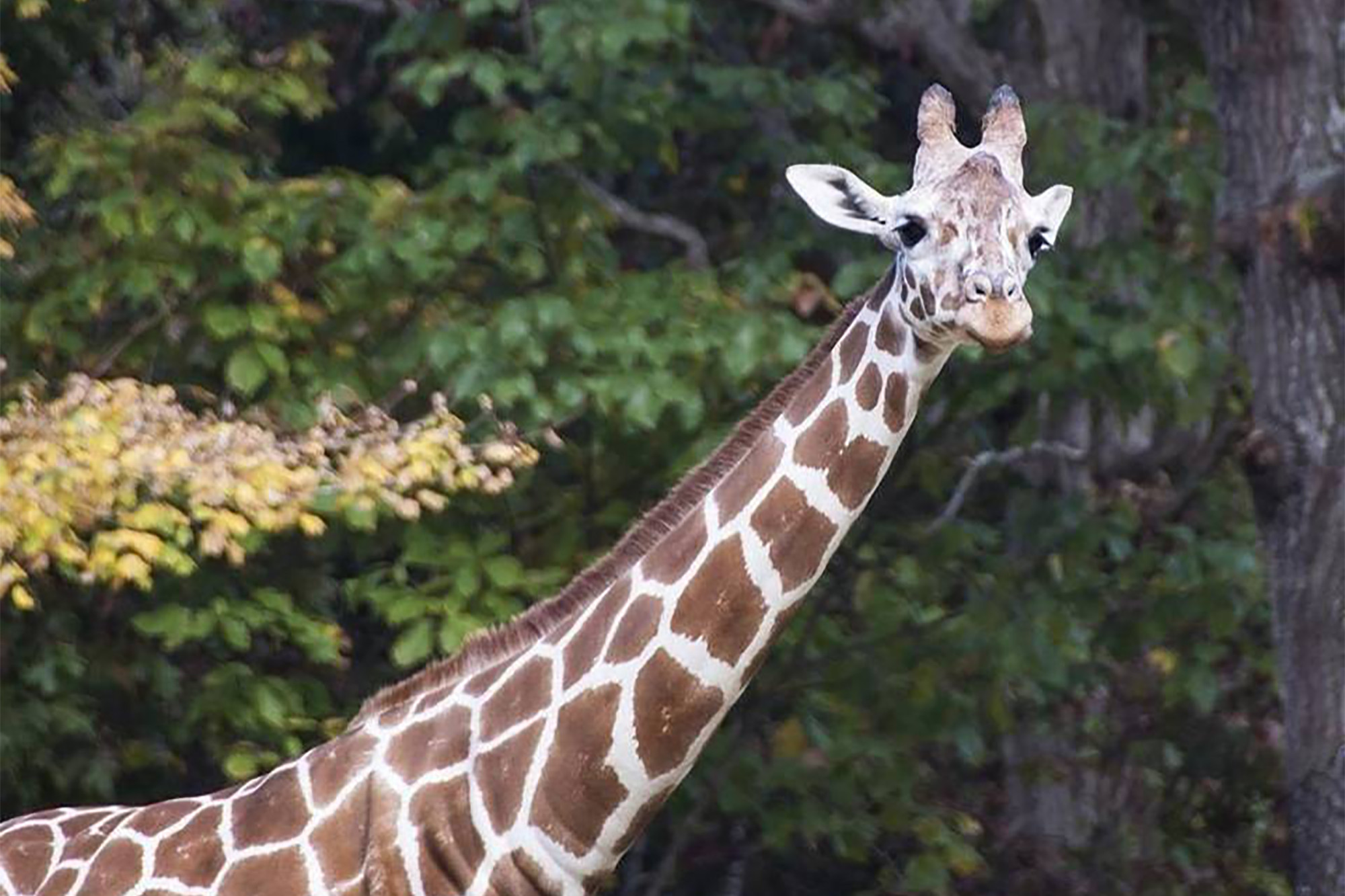 Giraffe photo