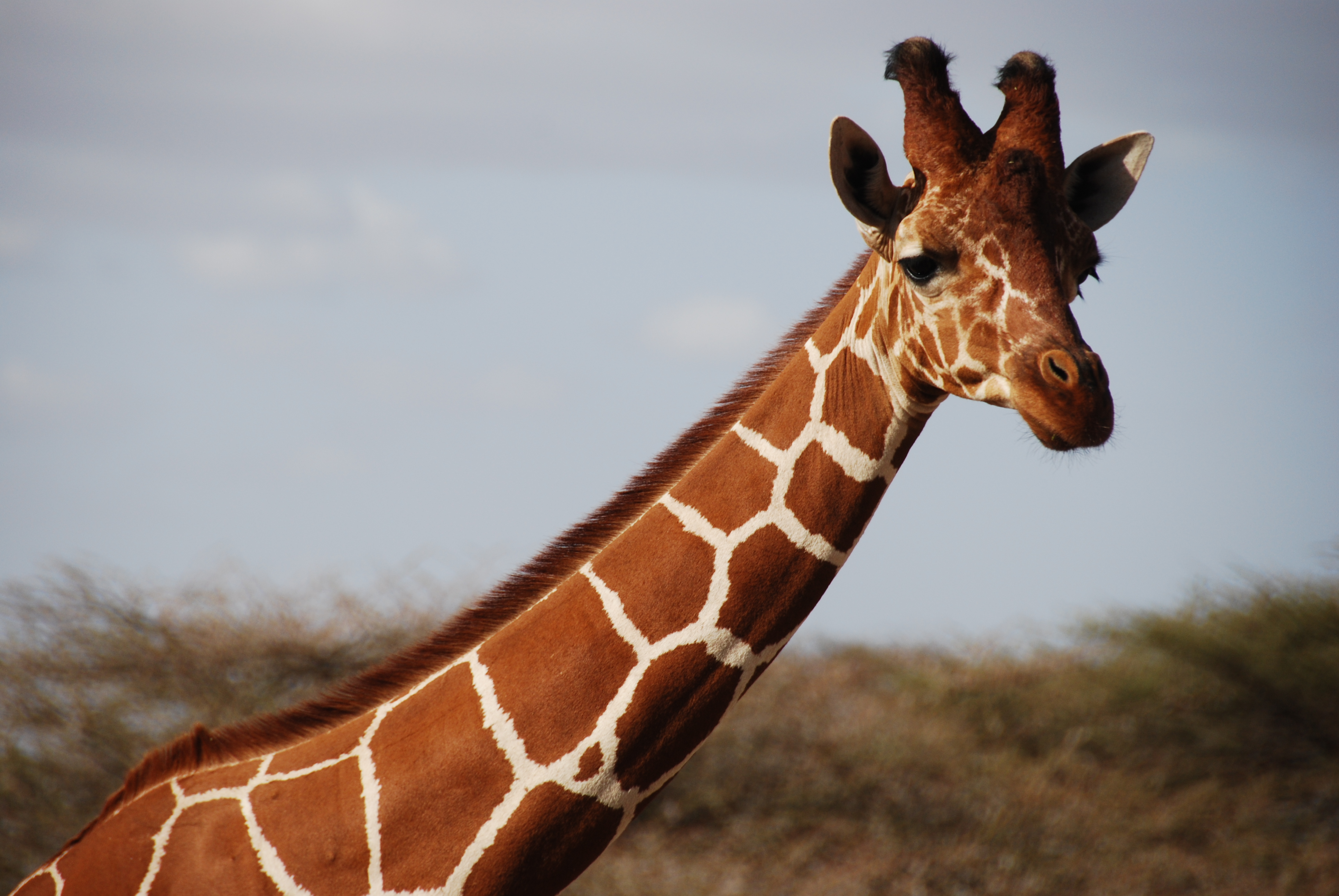 Giraffe photo