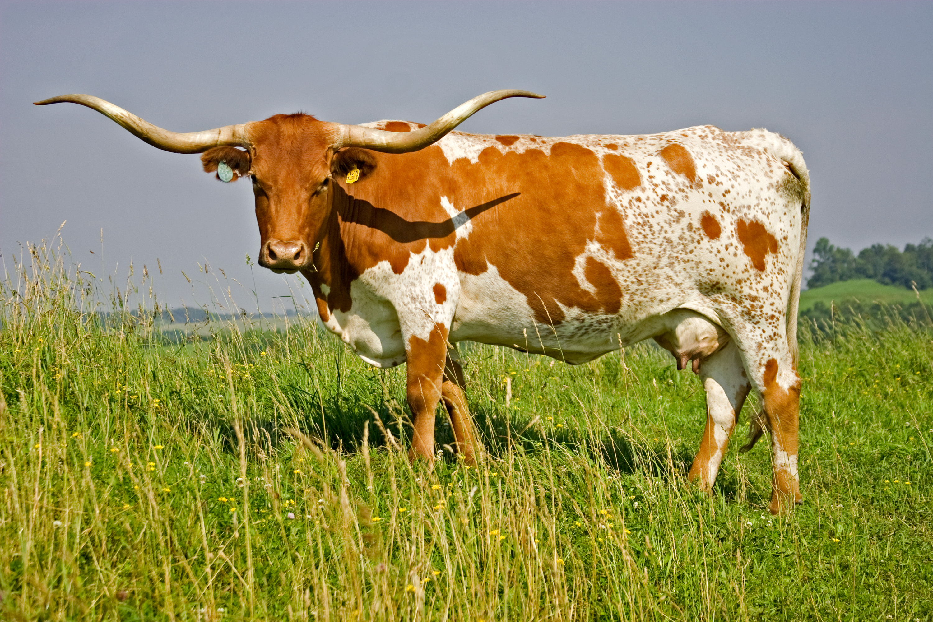 Texas Longhorn - Livestockpedia