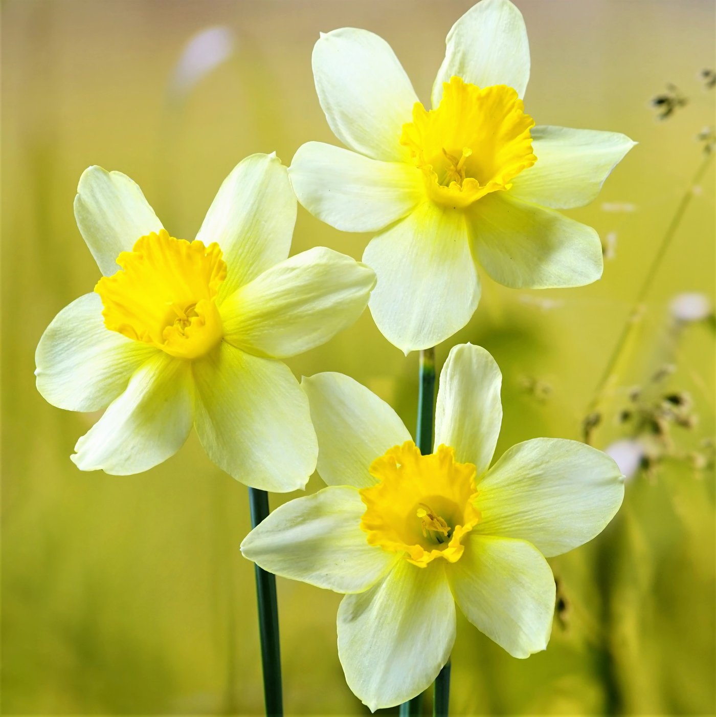 Narcissus Grand Primo – Easy To Grow Bulbs