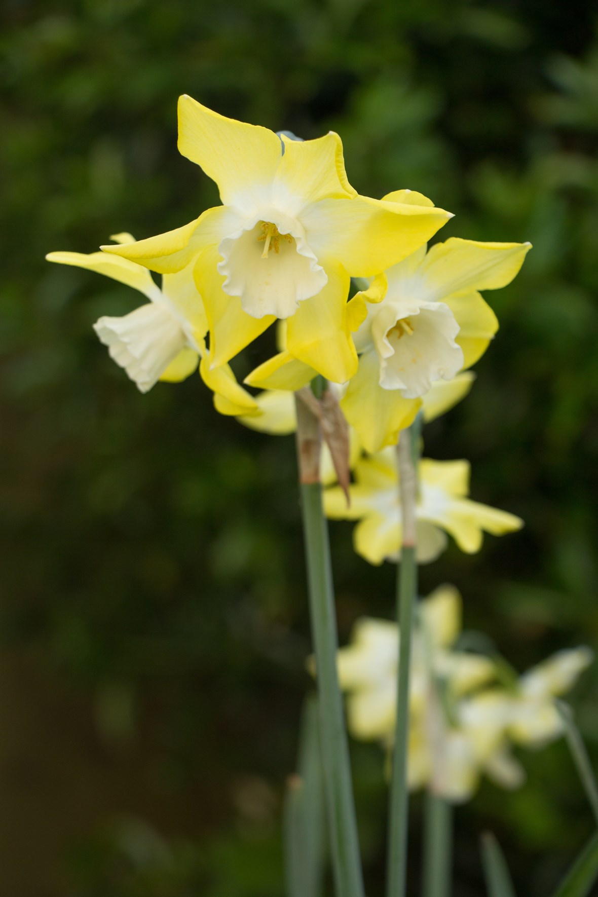 Narcissus photo