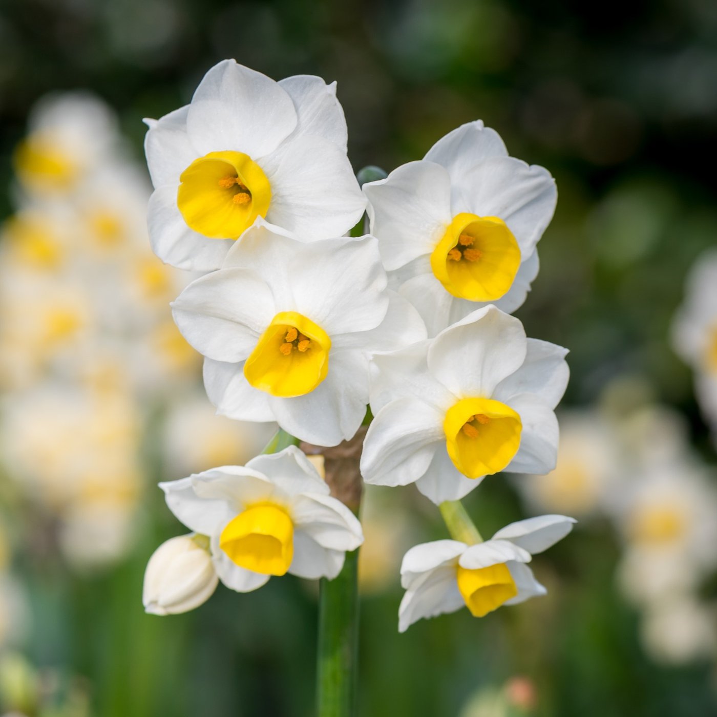 Narcissus photo