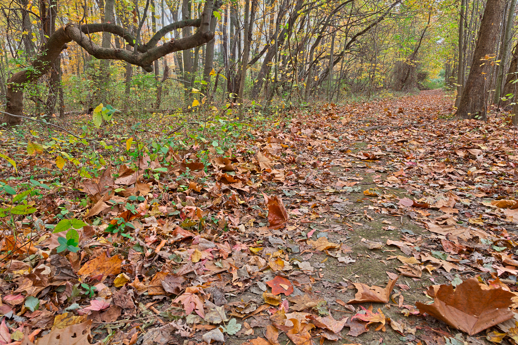 North point fall trail - hdr photo