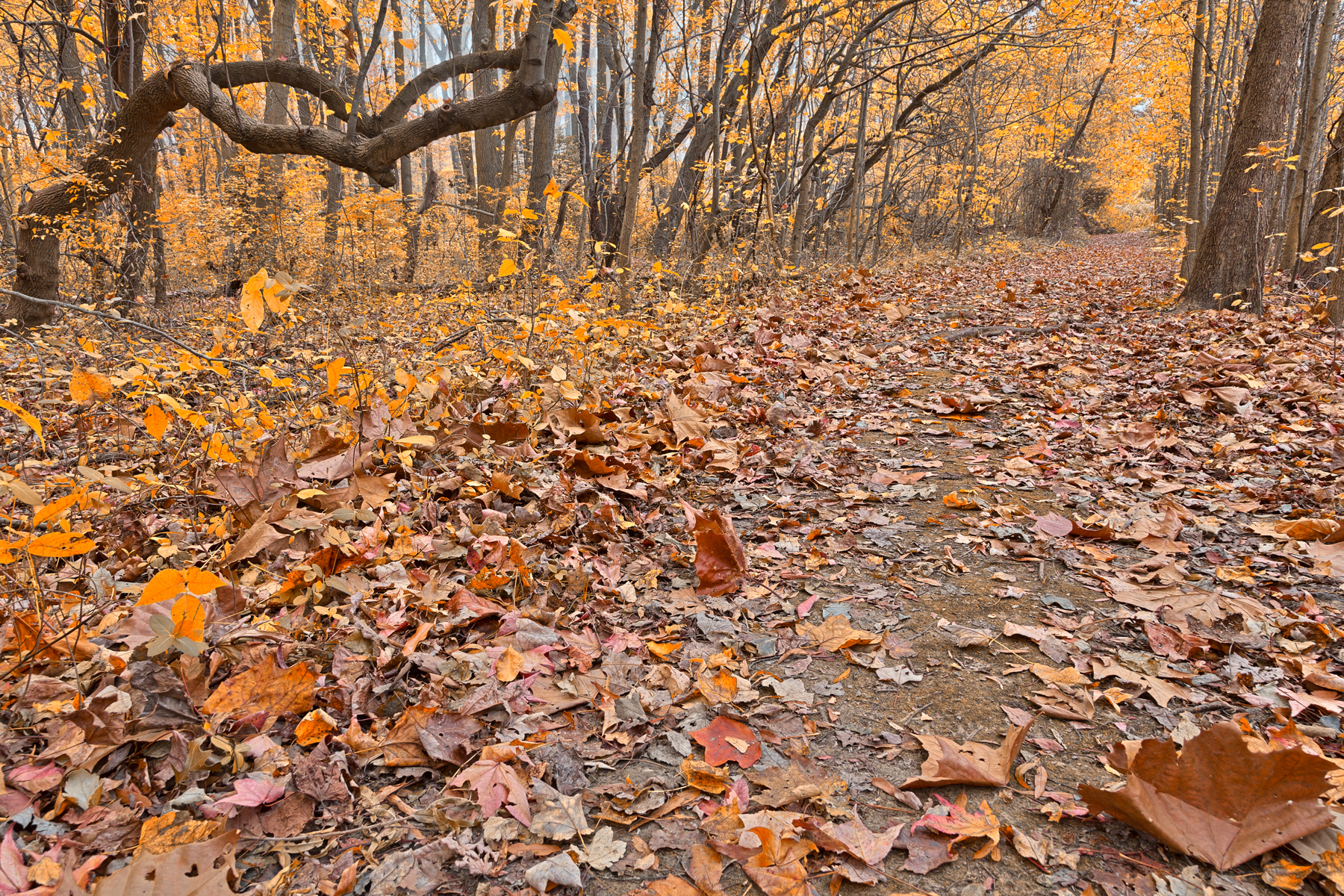 North point gold trail - hdr photo