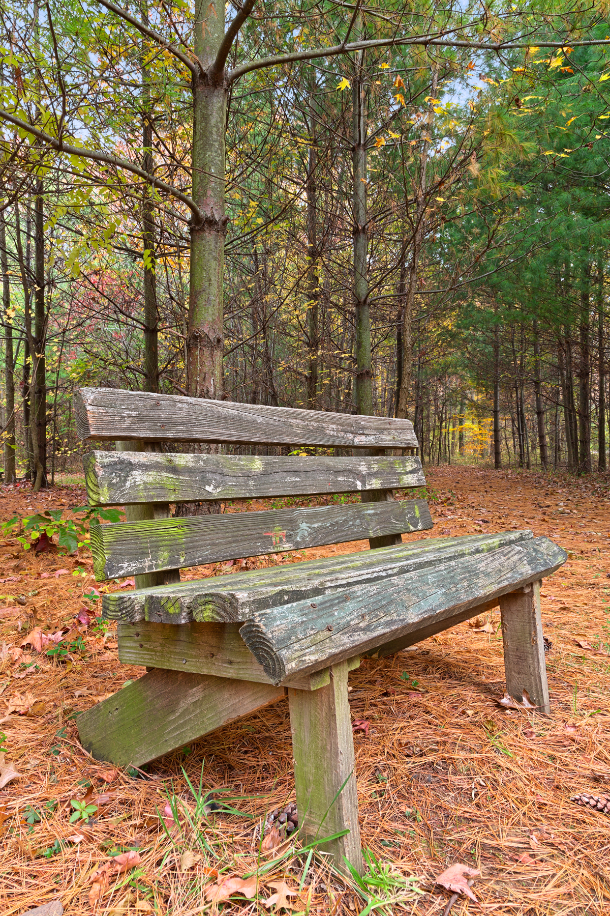 North point pine trail - hdr photo