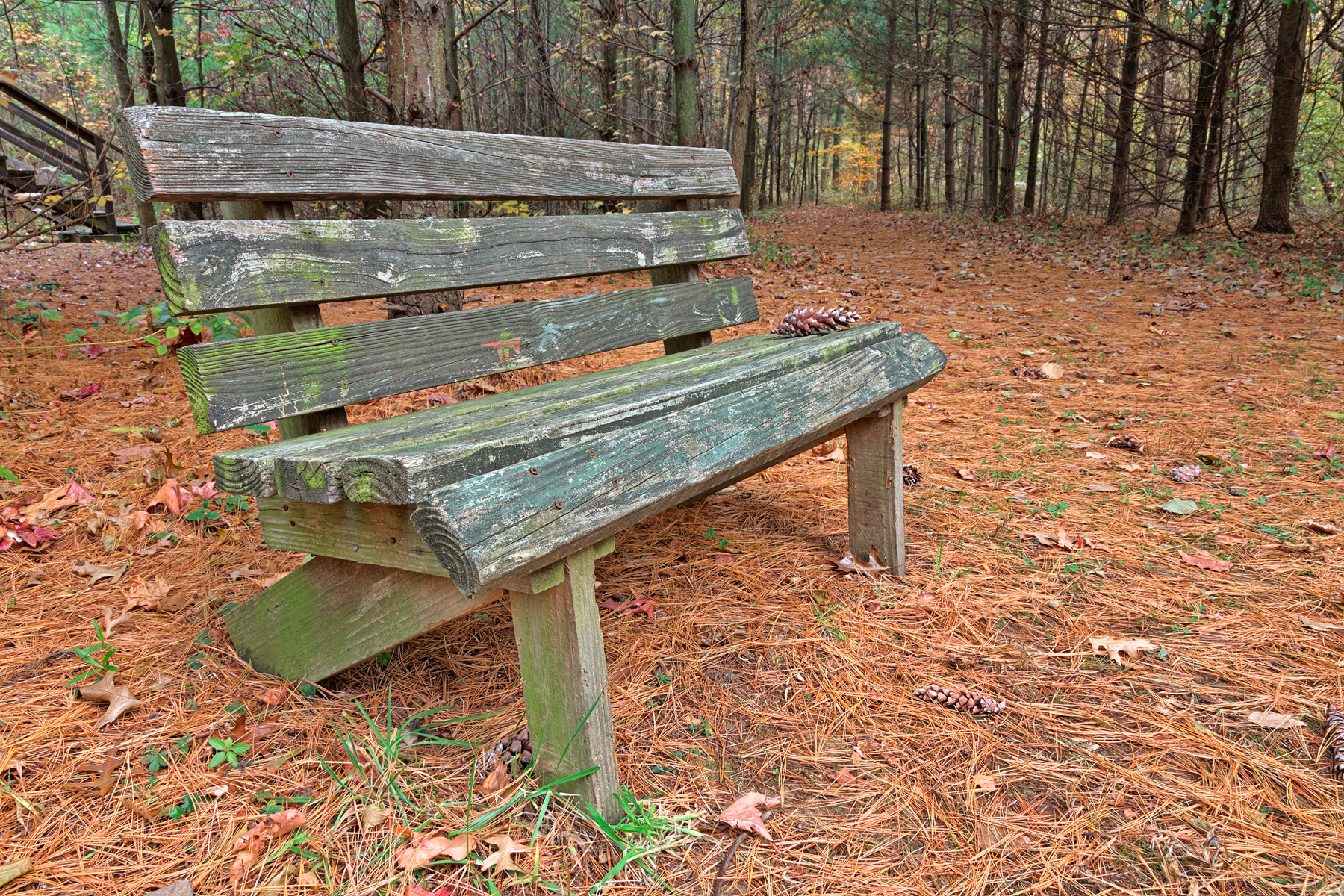 North point pine trail - hdr photo