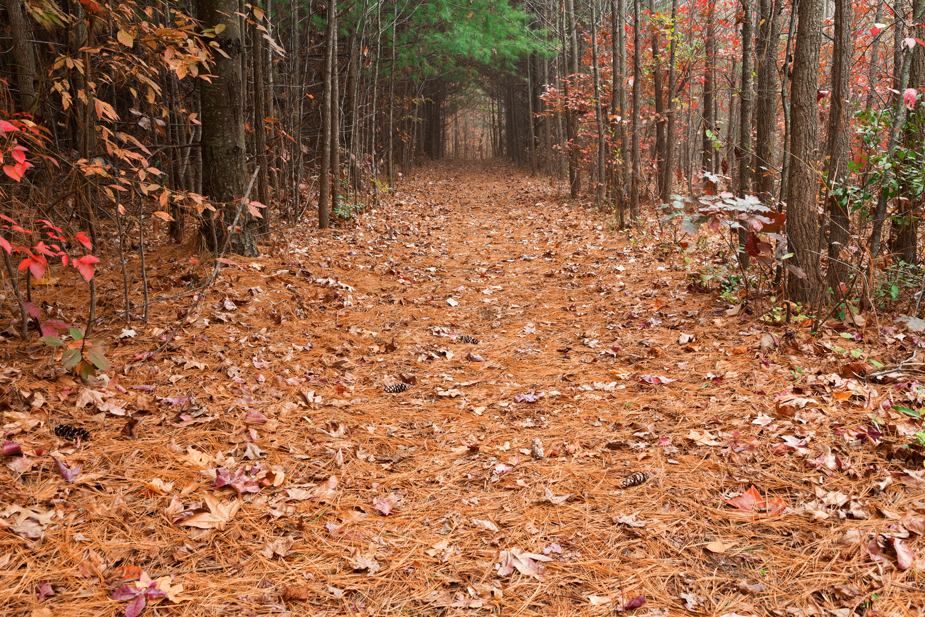 North point pine trail photo