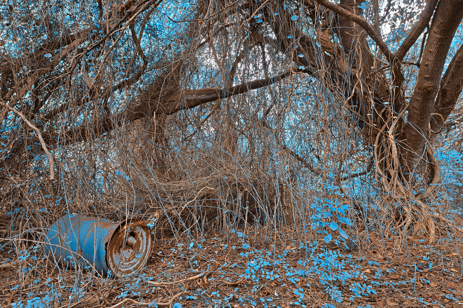 Nuclear winter forest - hdr photo