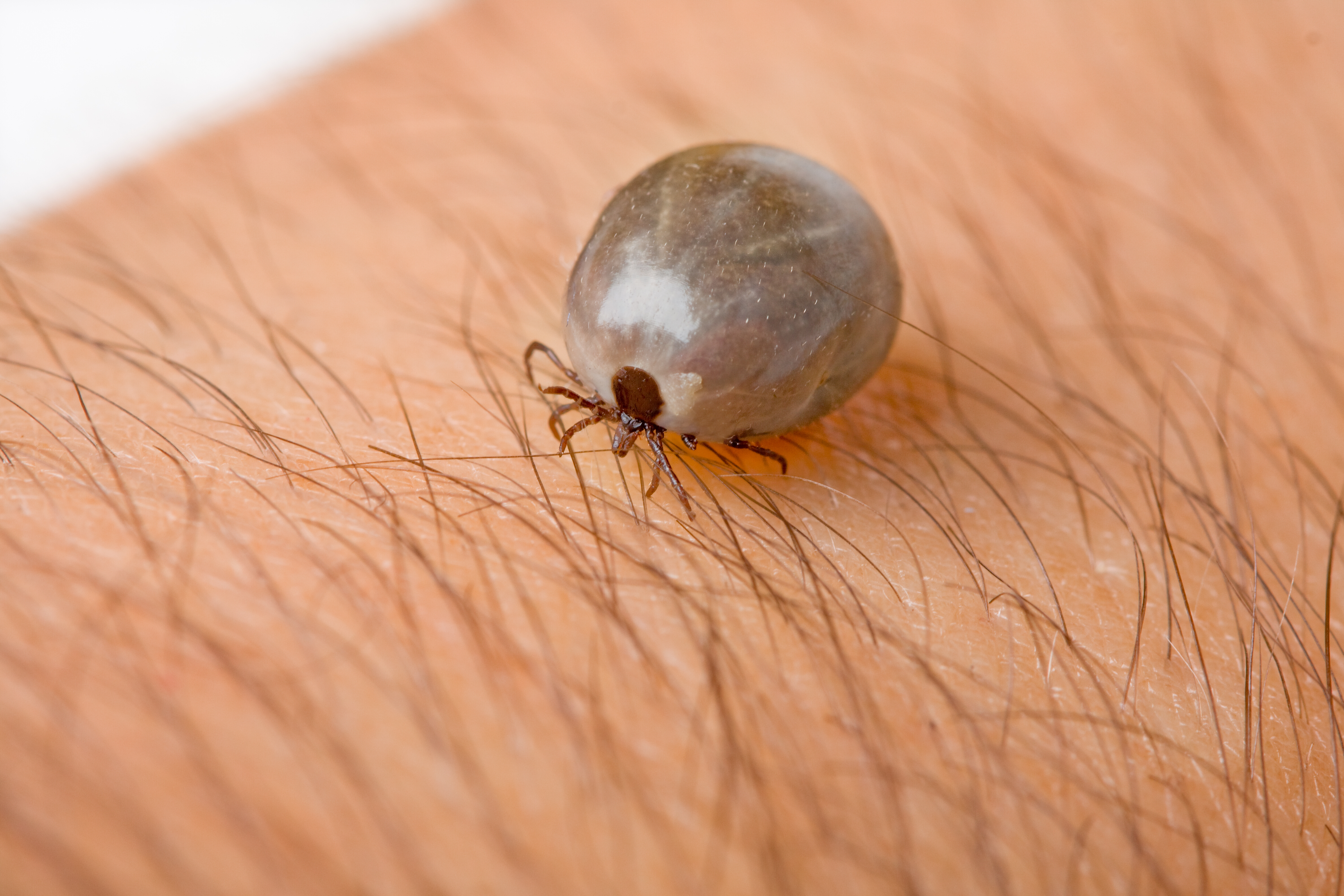 What Is a Parasite? | Wonderopolis