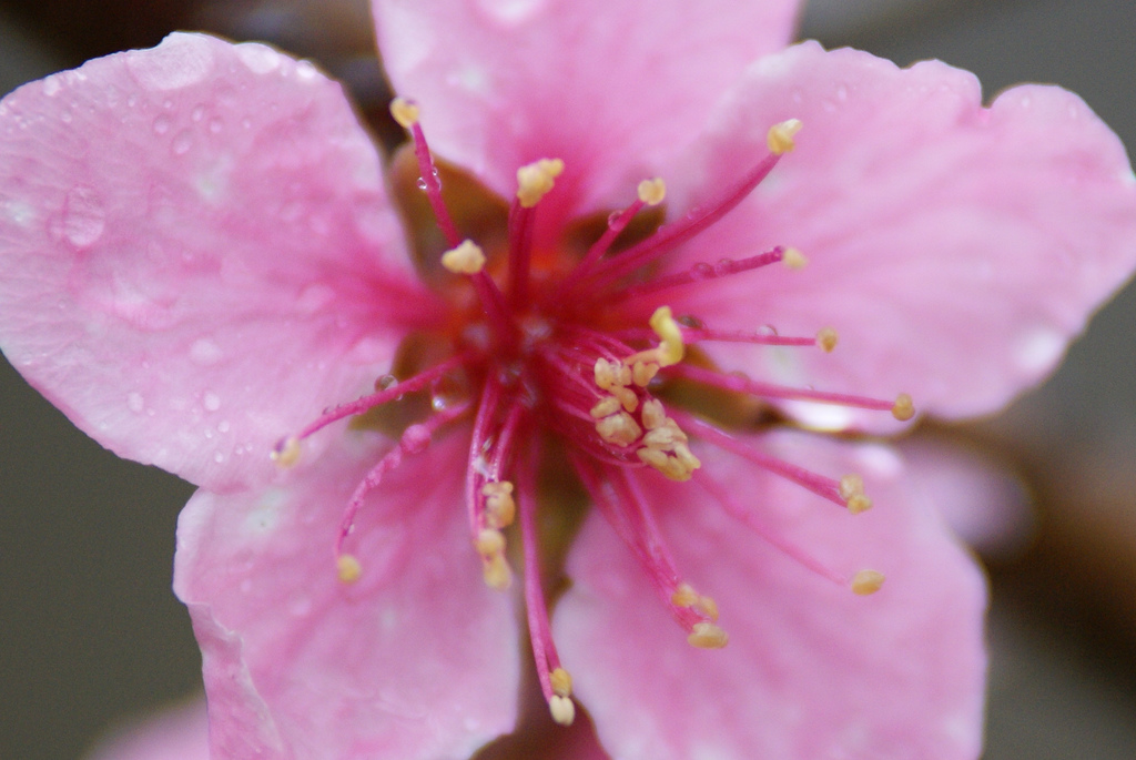 Pink flower photo