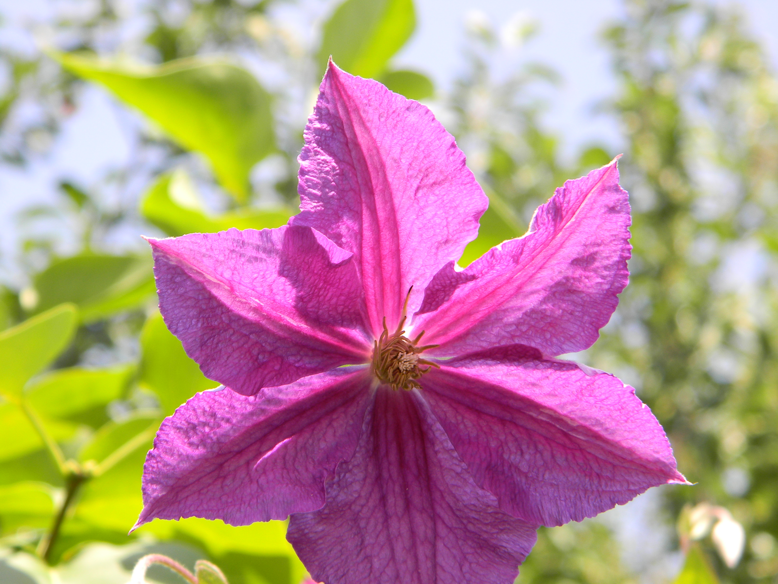 Pink flower photo