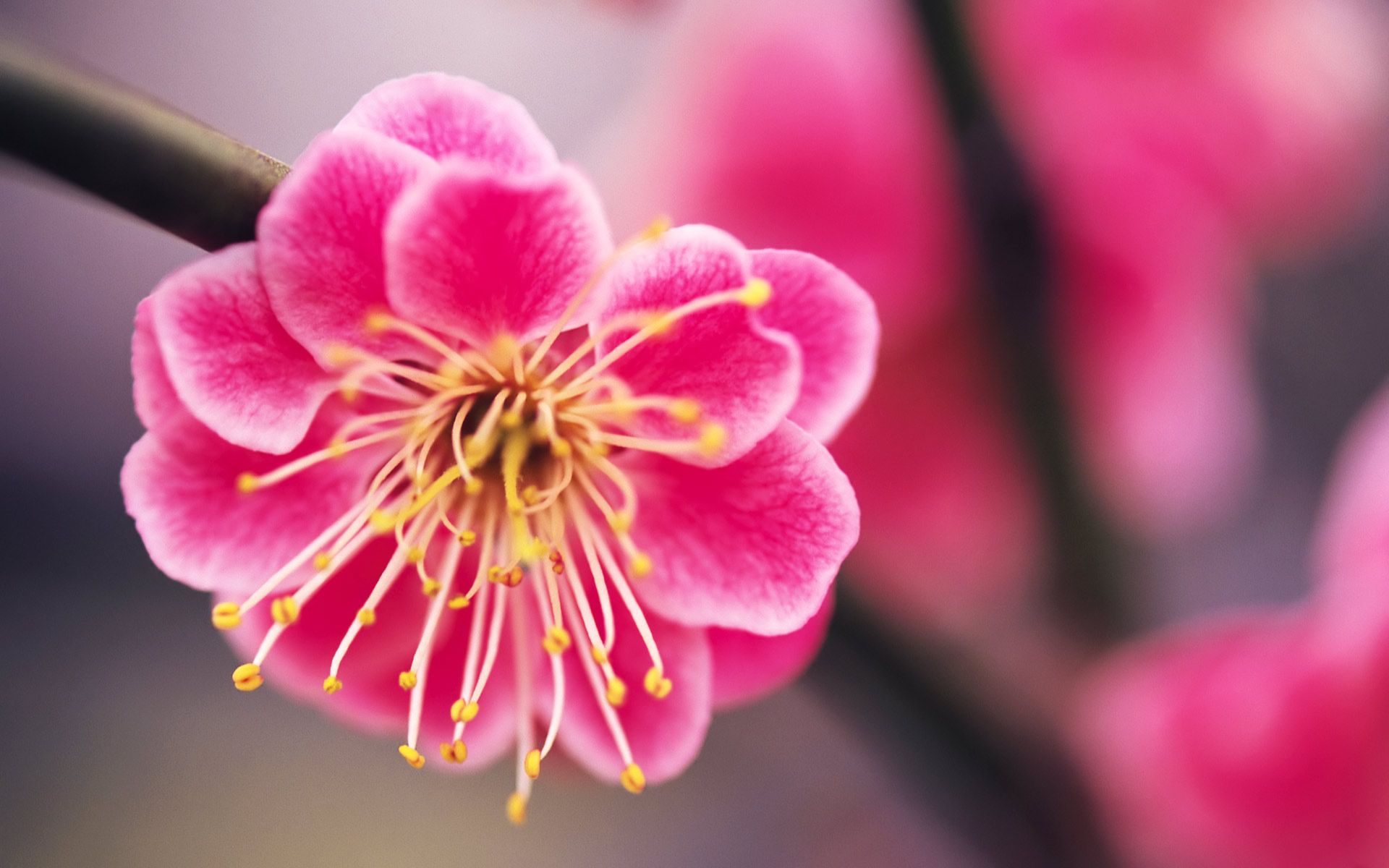 Pink Flowers | Beautiful pink Flower Hd Wallpaper Desktop Wallpapers ...