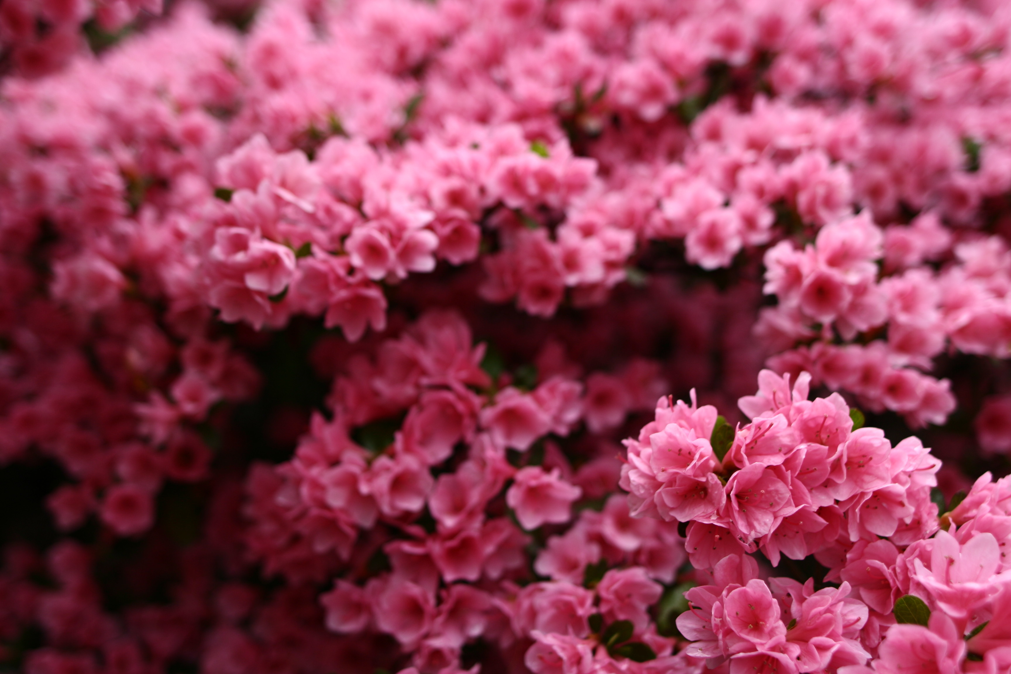 Pink flower photo