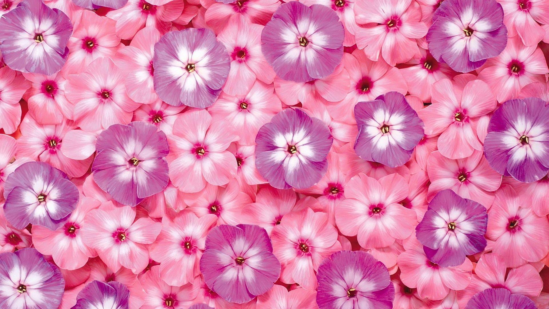 Pink Flower Wallpaper Backgrounds - Wallpaper Cave