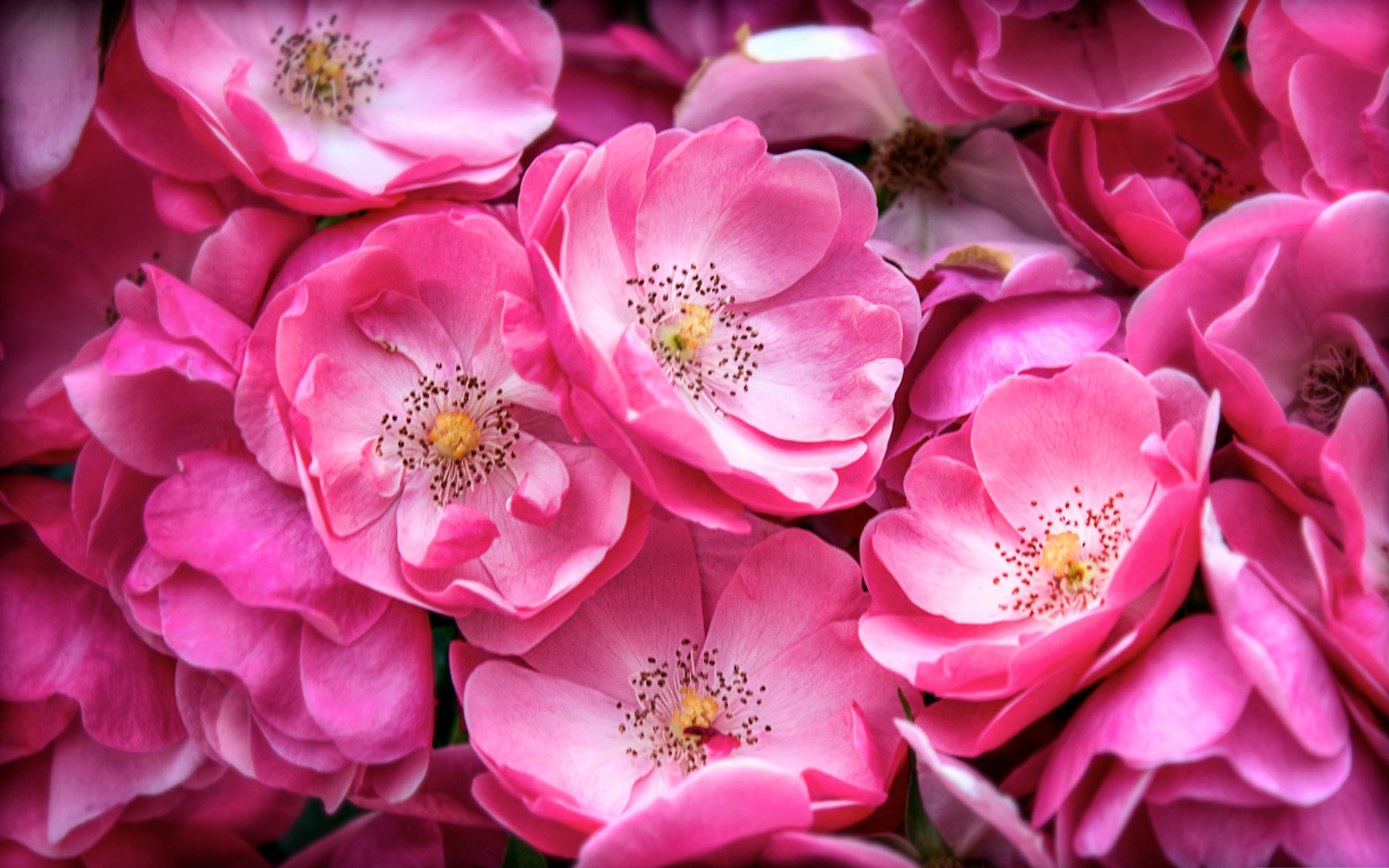 Pink Flowers 19311 2560x1600 px ~ HDWallSource.com