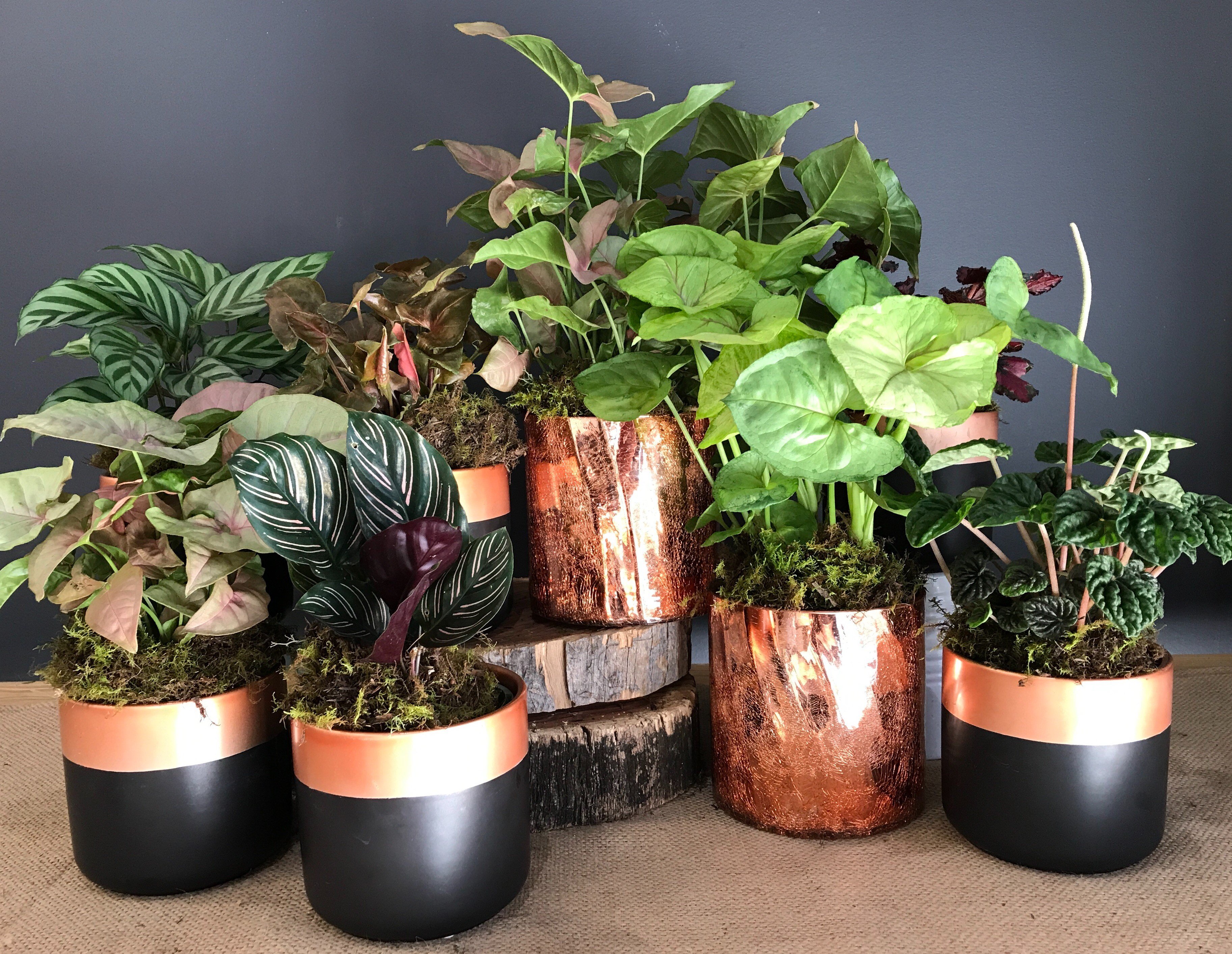 Indoor Potted Plants – Flowers On Flemington