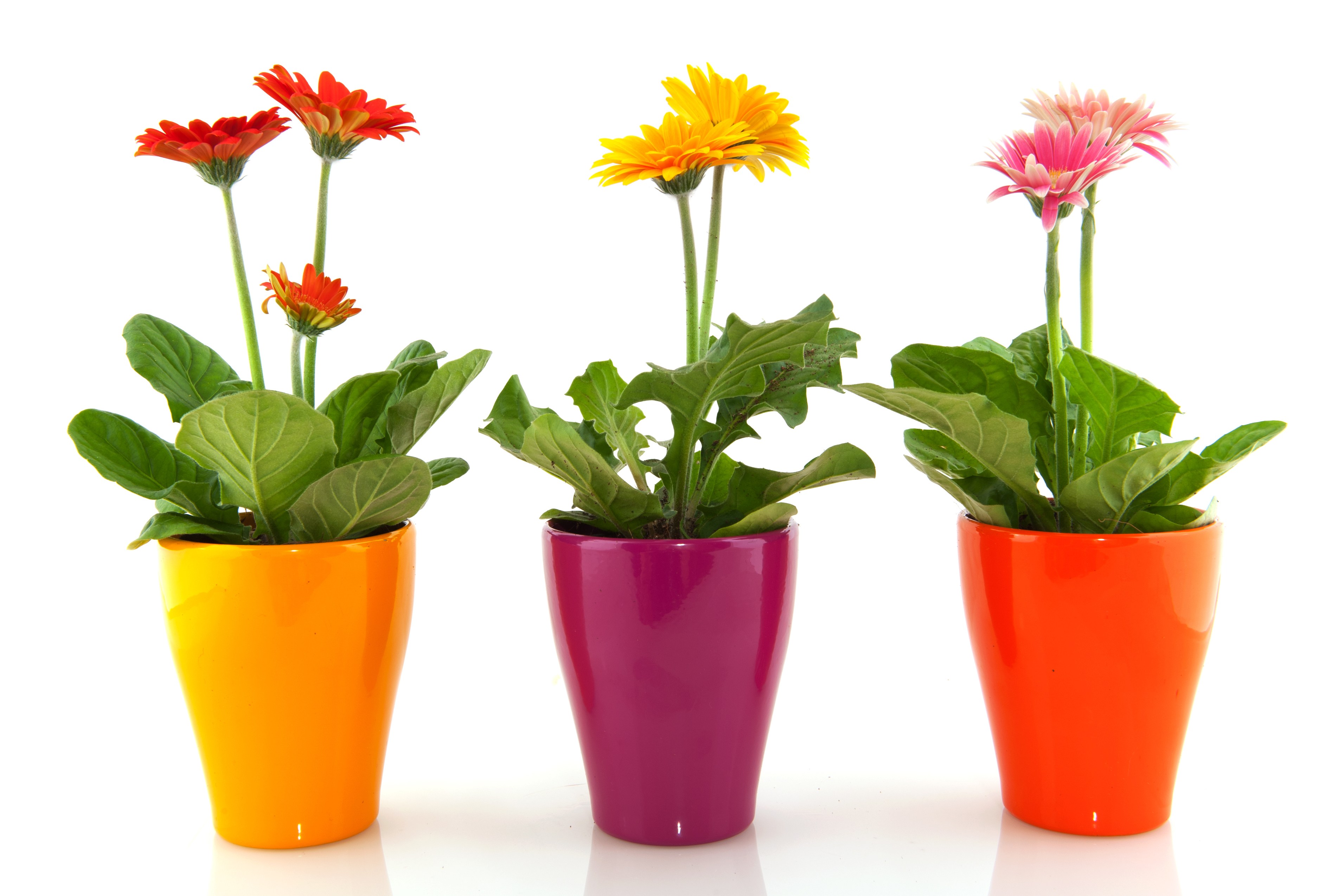 potted-plants-2 • Timberland Unitarian Universalist Fellowship