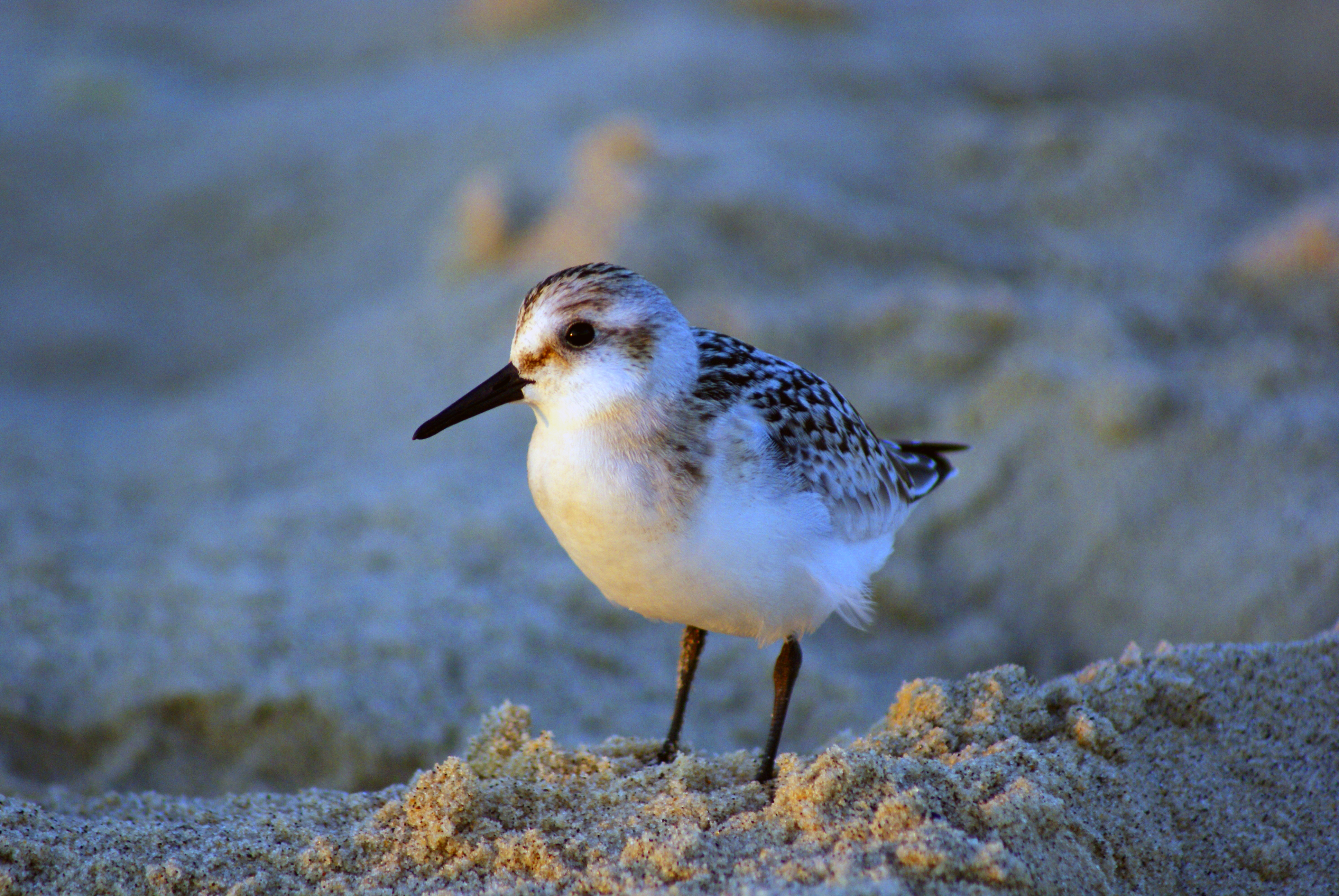 Sandpiper photo