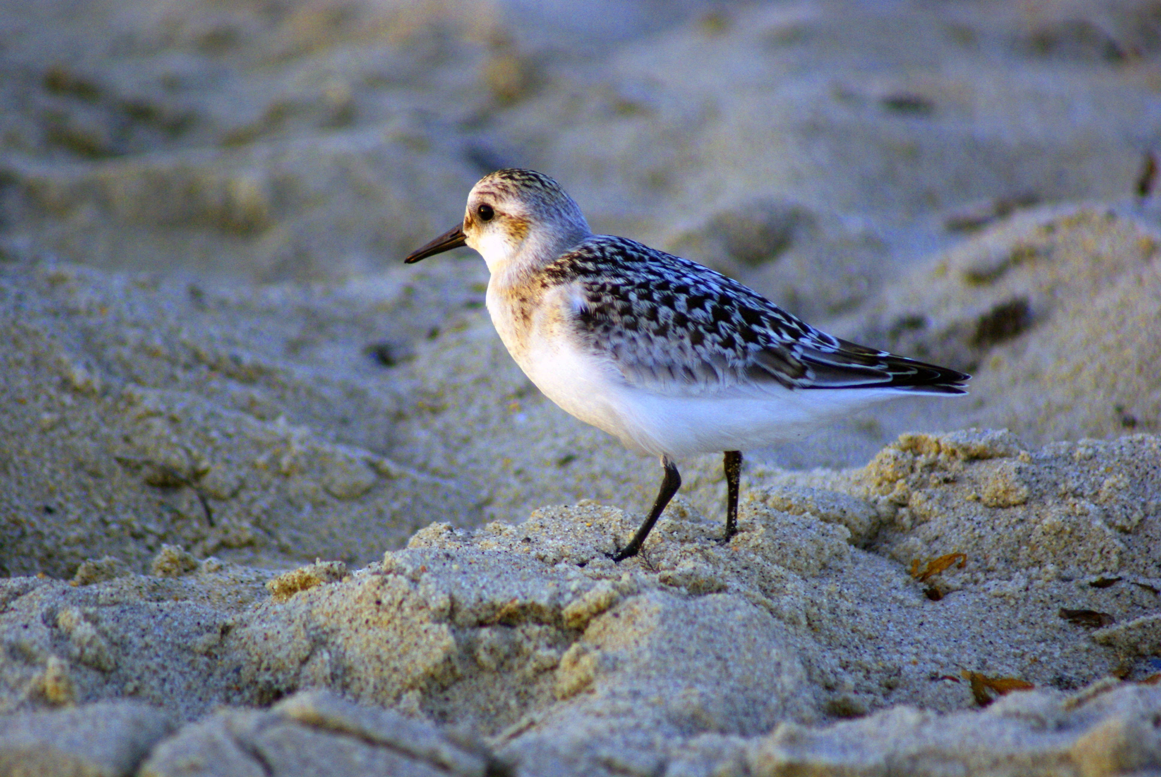 Sandpiper photo