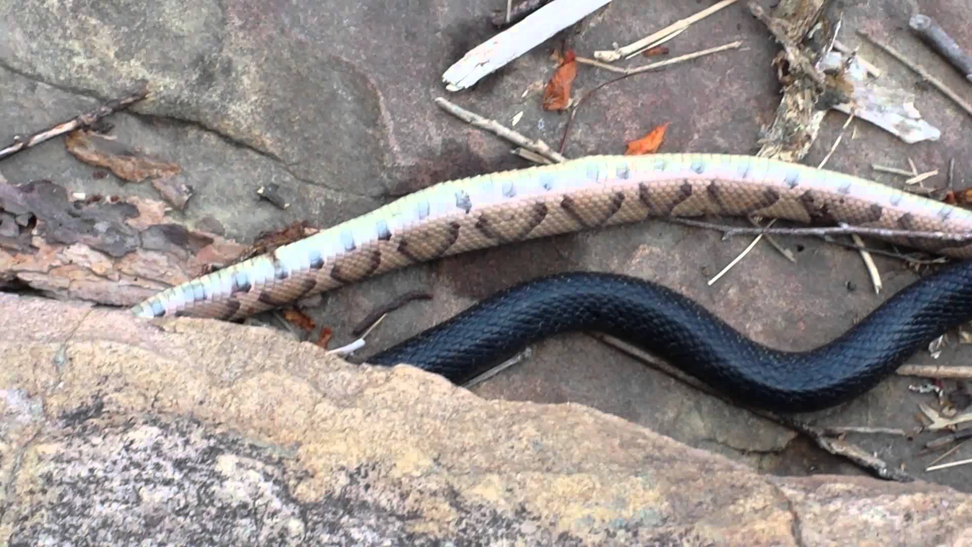 King snake eating copperhead - YouTube