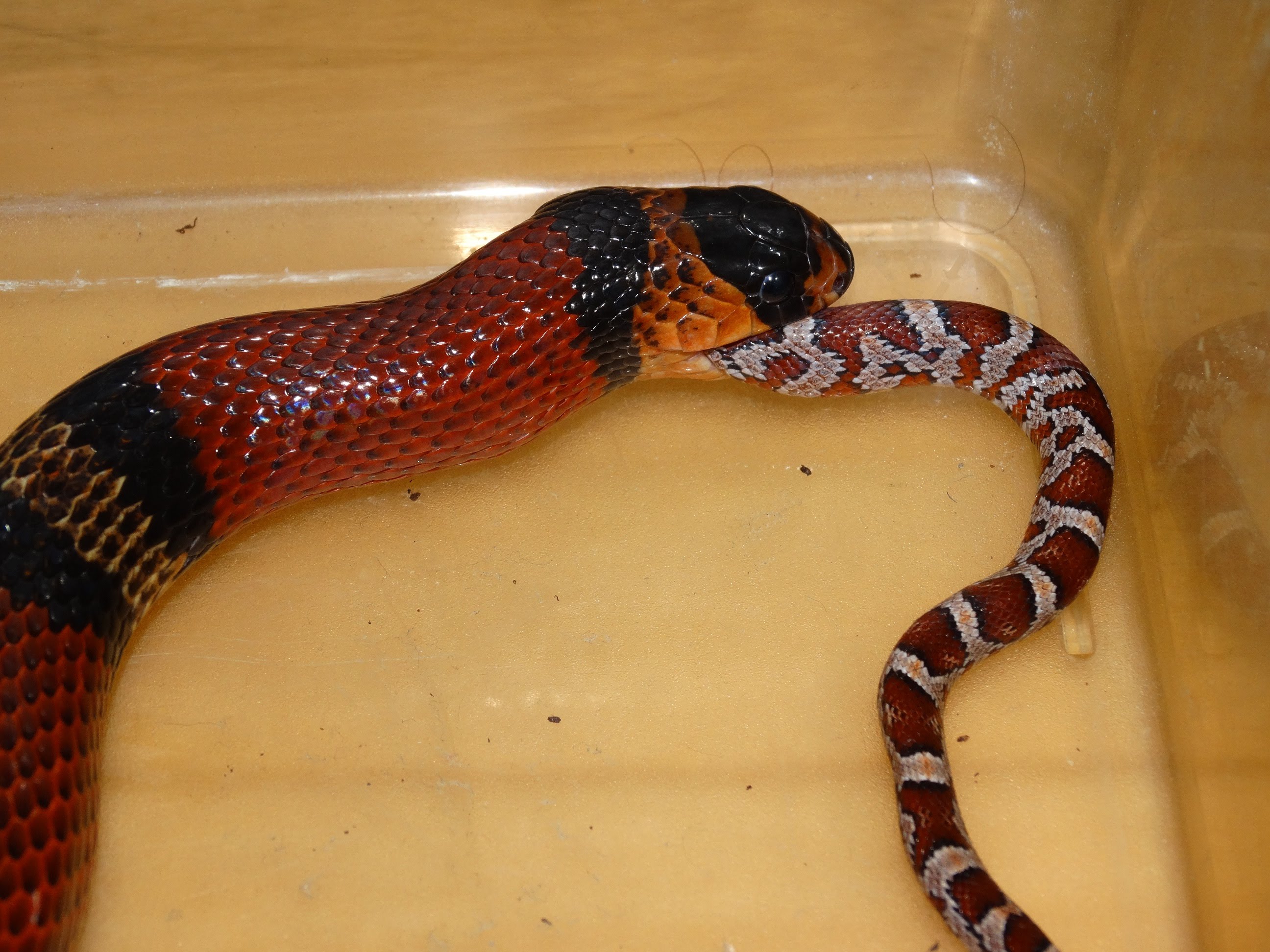 Snake Eats Snake Time Lapse (Milksnake Eats Cornsnake) - YouTube